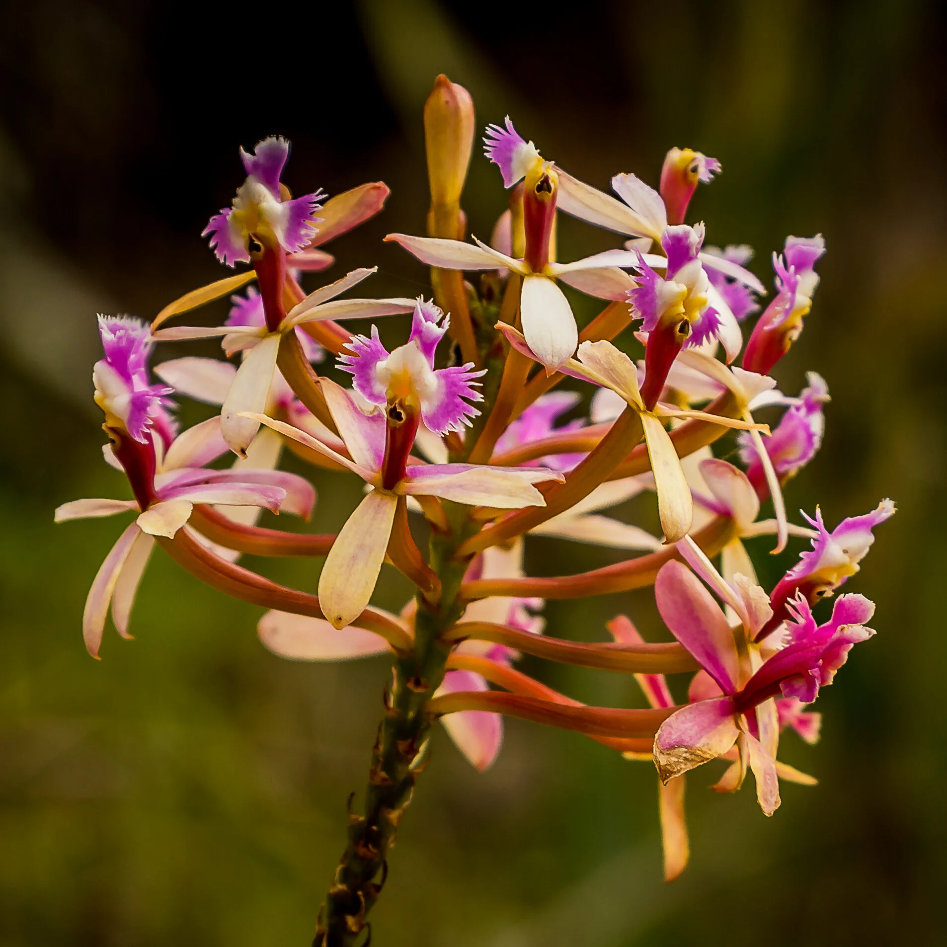 Peru Flower 3