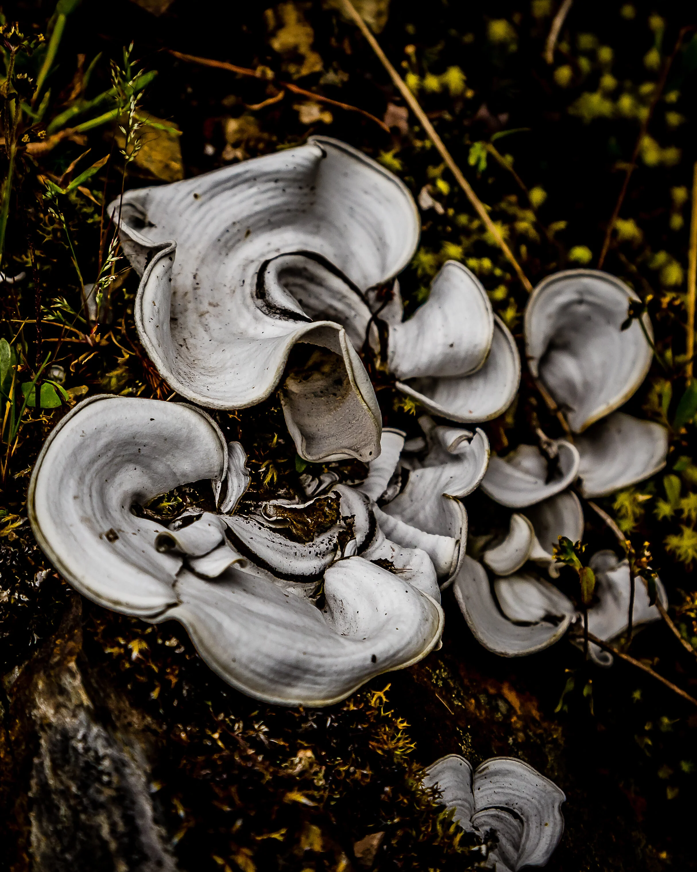 Peru Fungi