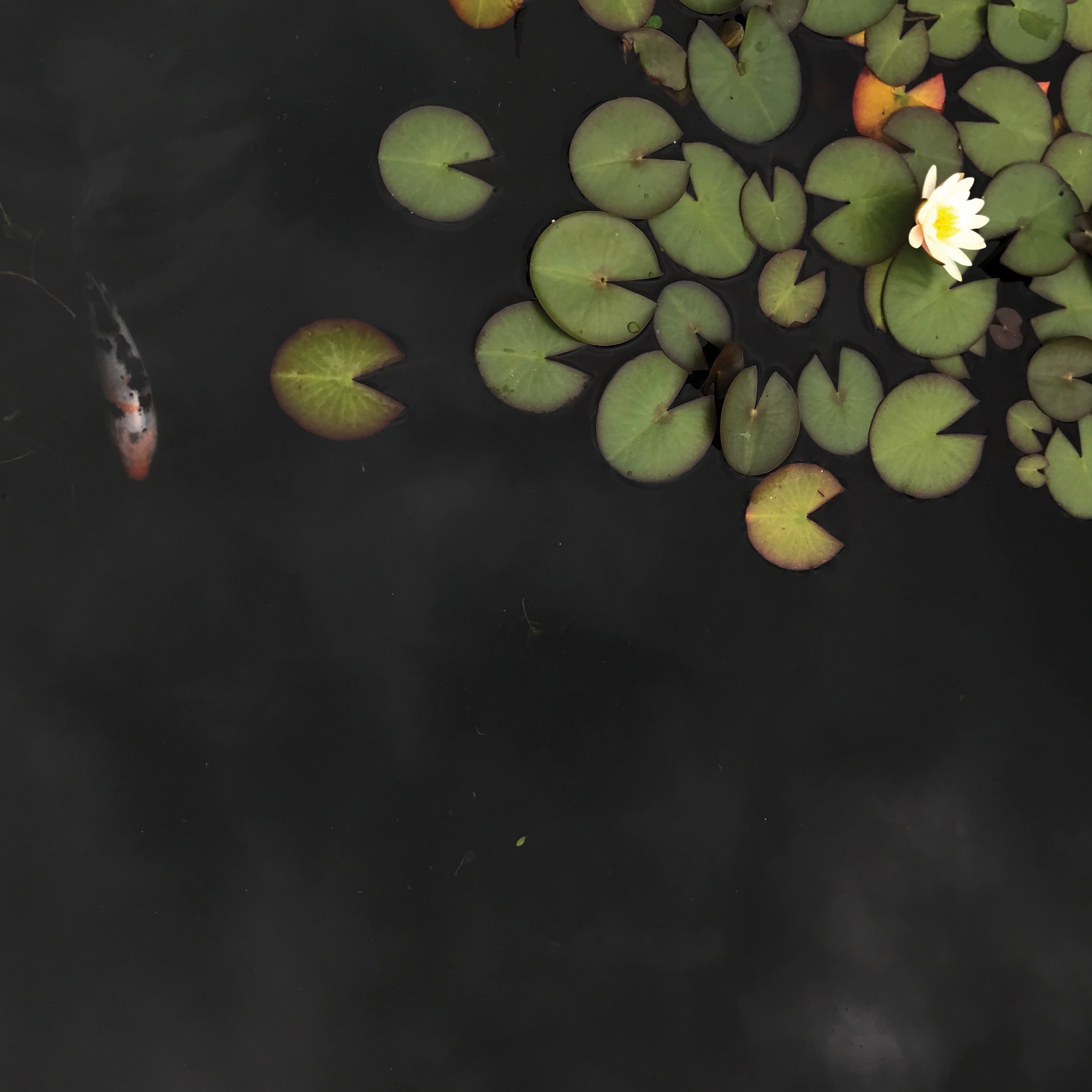 koi