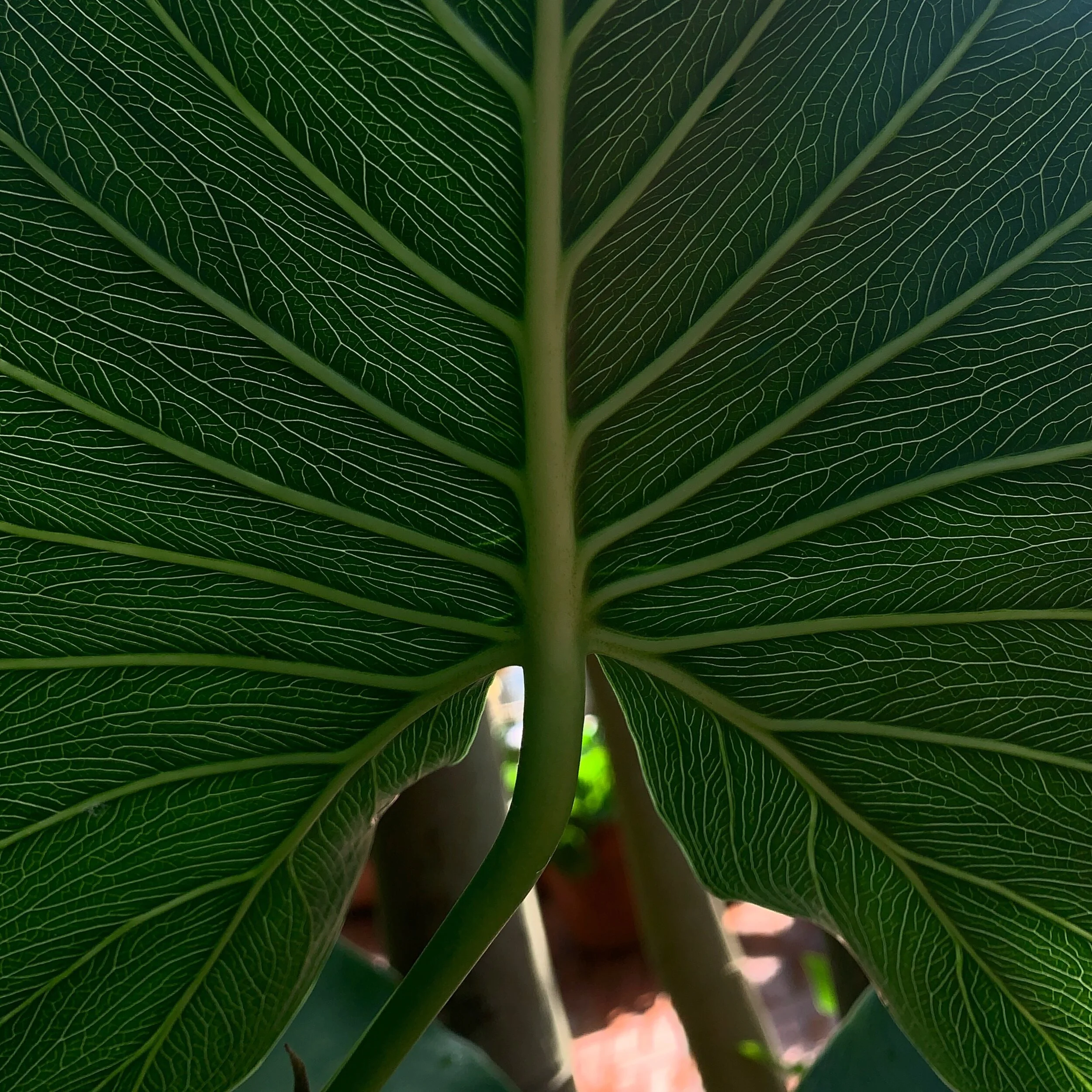 LEAF