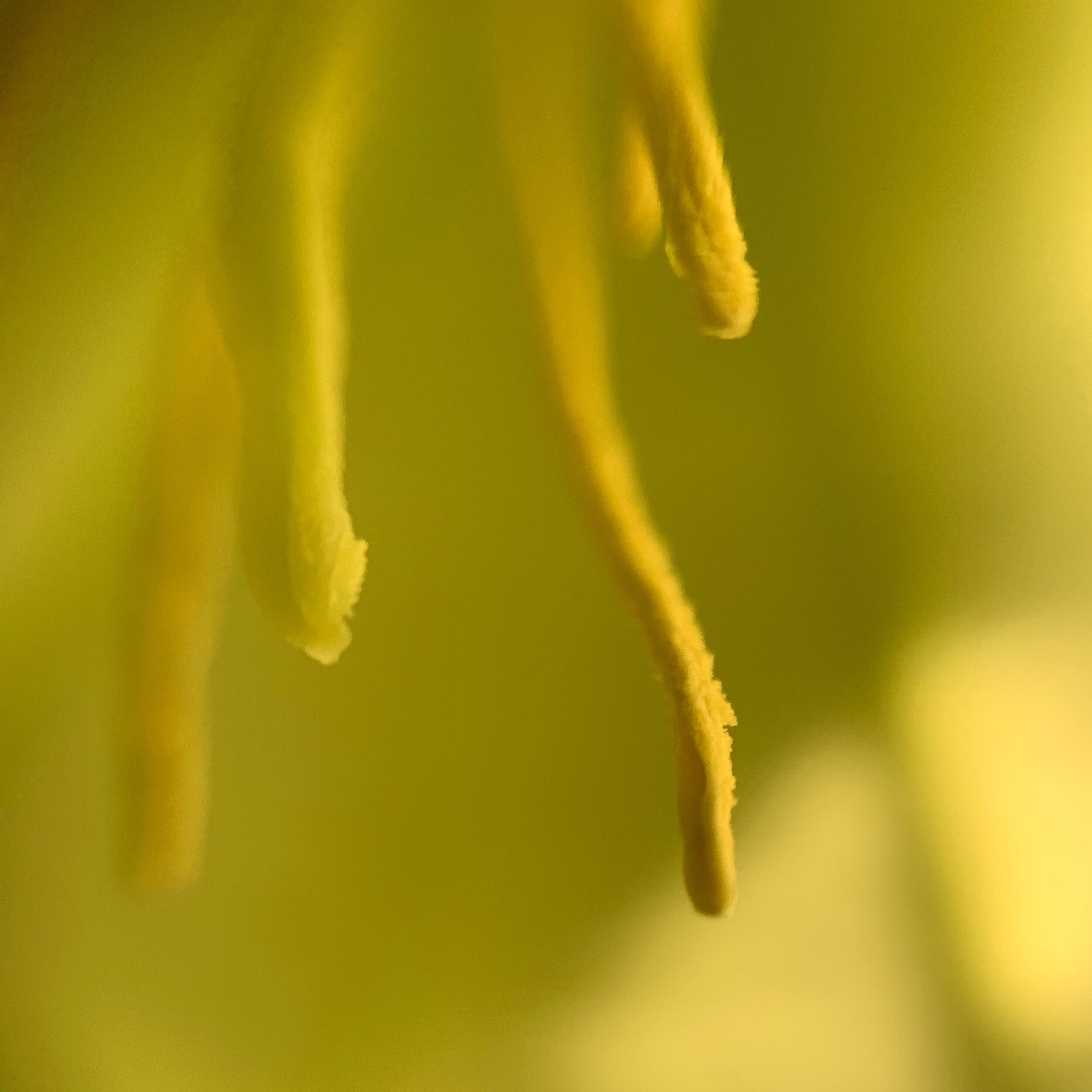 STAMEN