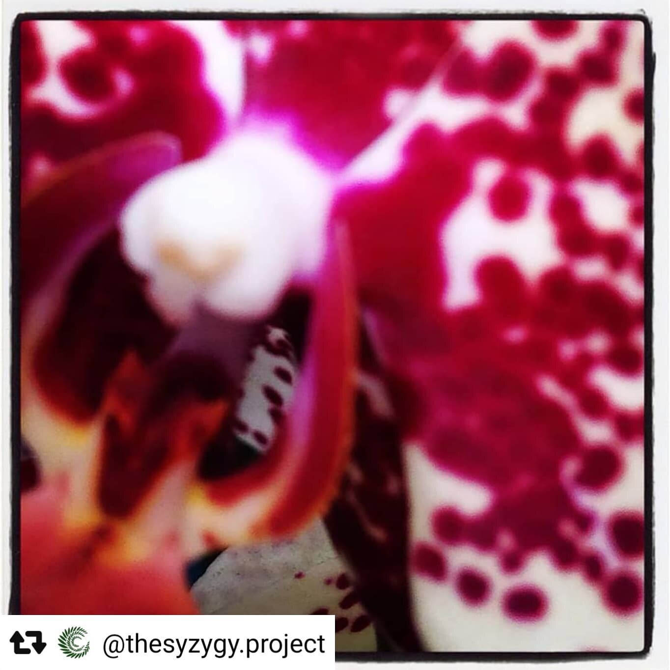 #Repost @thesyzygy.project with @repostsaveapp 
 ・・・ 
 Check out the amazing photography of Catalina Aranguren. (@caranguren) 
Image 1: orchid
Image 2: reflection 
Image 3: lilypad 
🌿"My work has a tendency to make you question what you are l