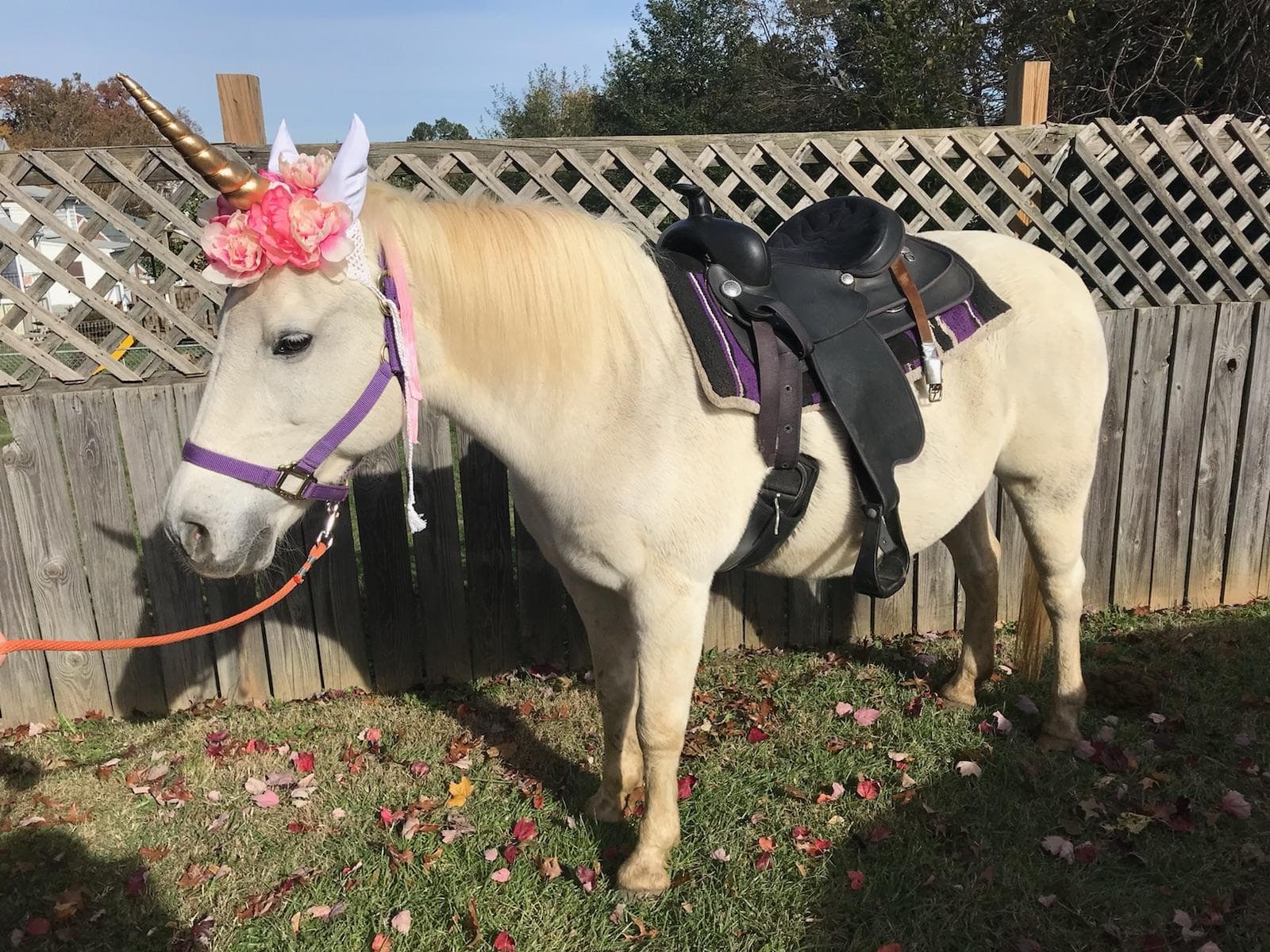 Pony Ride Rentals