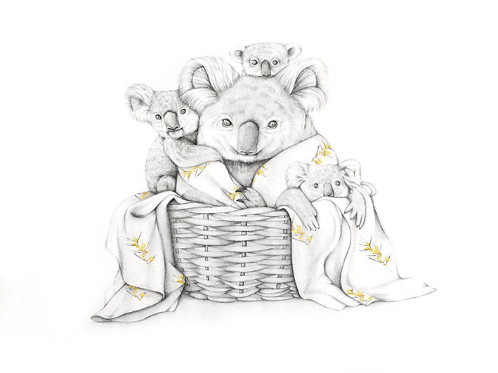 Koala for Web.jpg