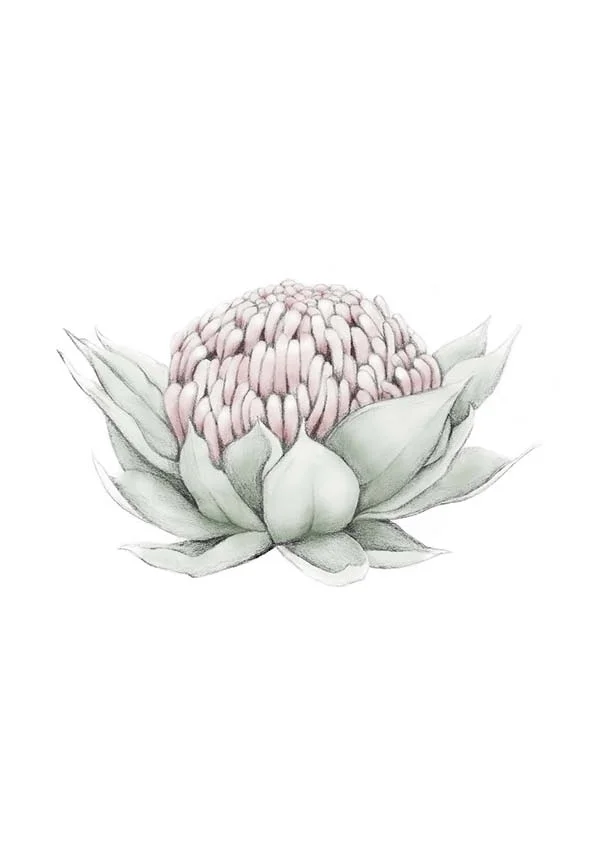 Waratah Portrait.jpg