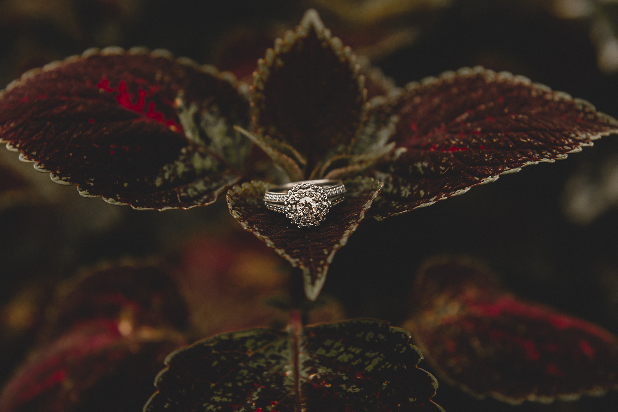 Coquitlam Wedding Photography