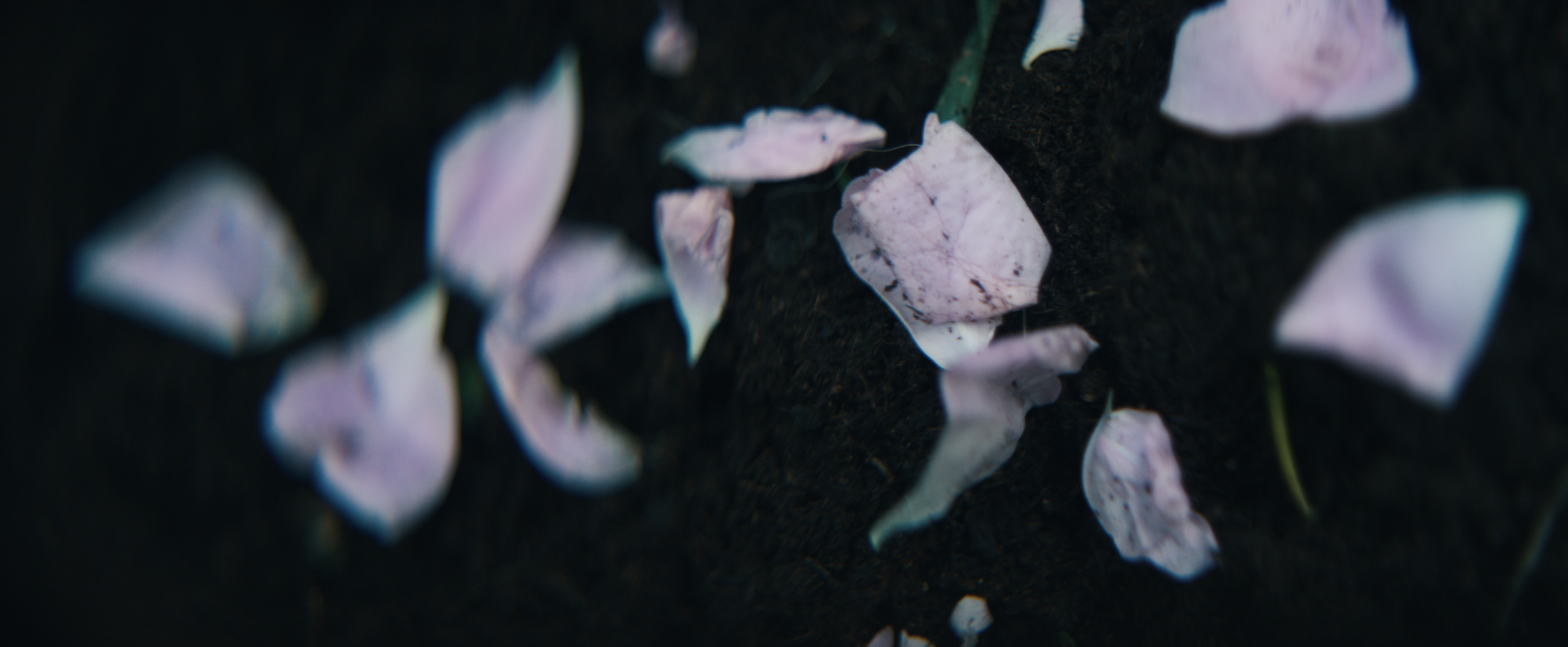 Screen Shot 2019-05-08 at 5.27.23 PM.png