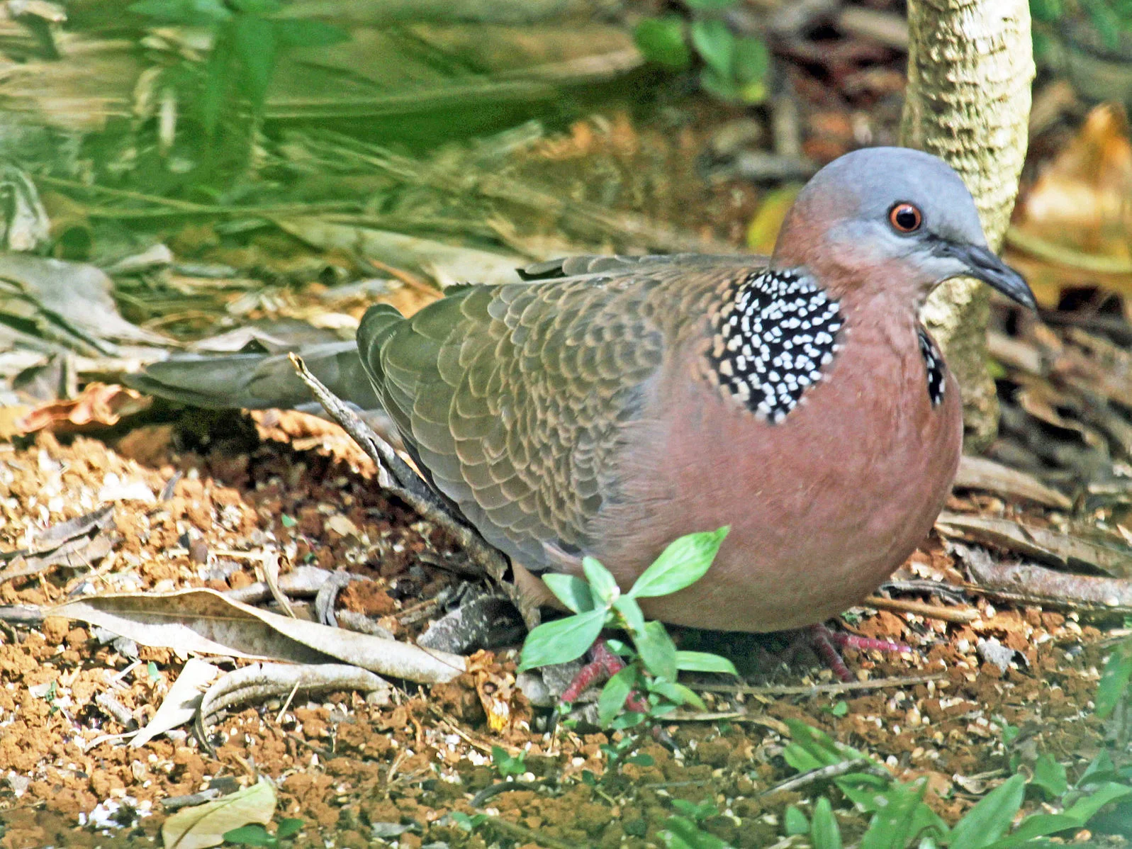 Spotted Dove (Streptopelia chinensis or Spilopelia chinensis), also known as the Spotted Turtle Dove - Kauai, Hawaii. (Photo: Dick Daniels/Carolinabirds.org) 