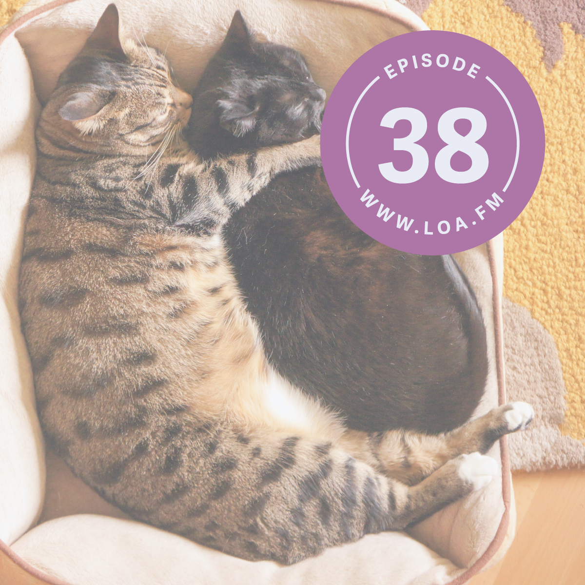 Episode 38 - Pet Lovers; Superstitions