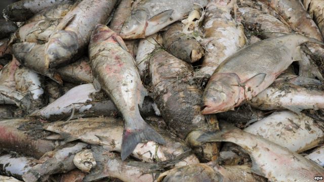 (Photo: VOA Tieng Viet)