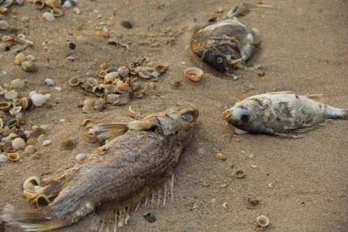 Dead fish found on the coast in Ky Anh Town (Photo: Talk Vietnam)