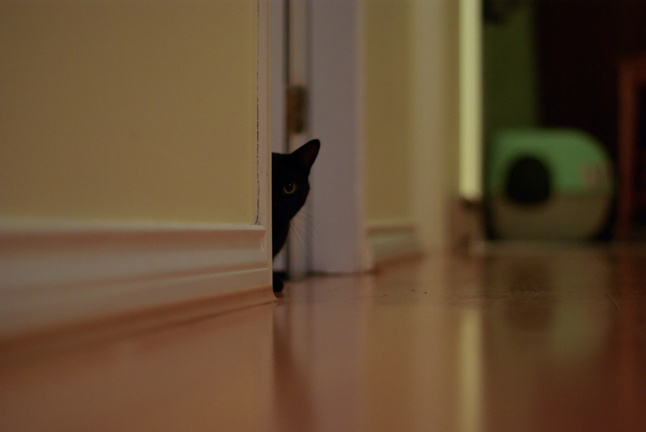 Vietnamese people believe a black cat jump over a coffin is bad luck.