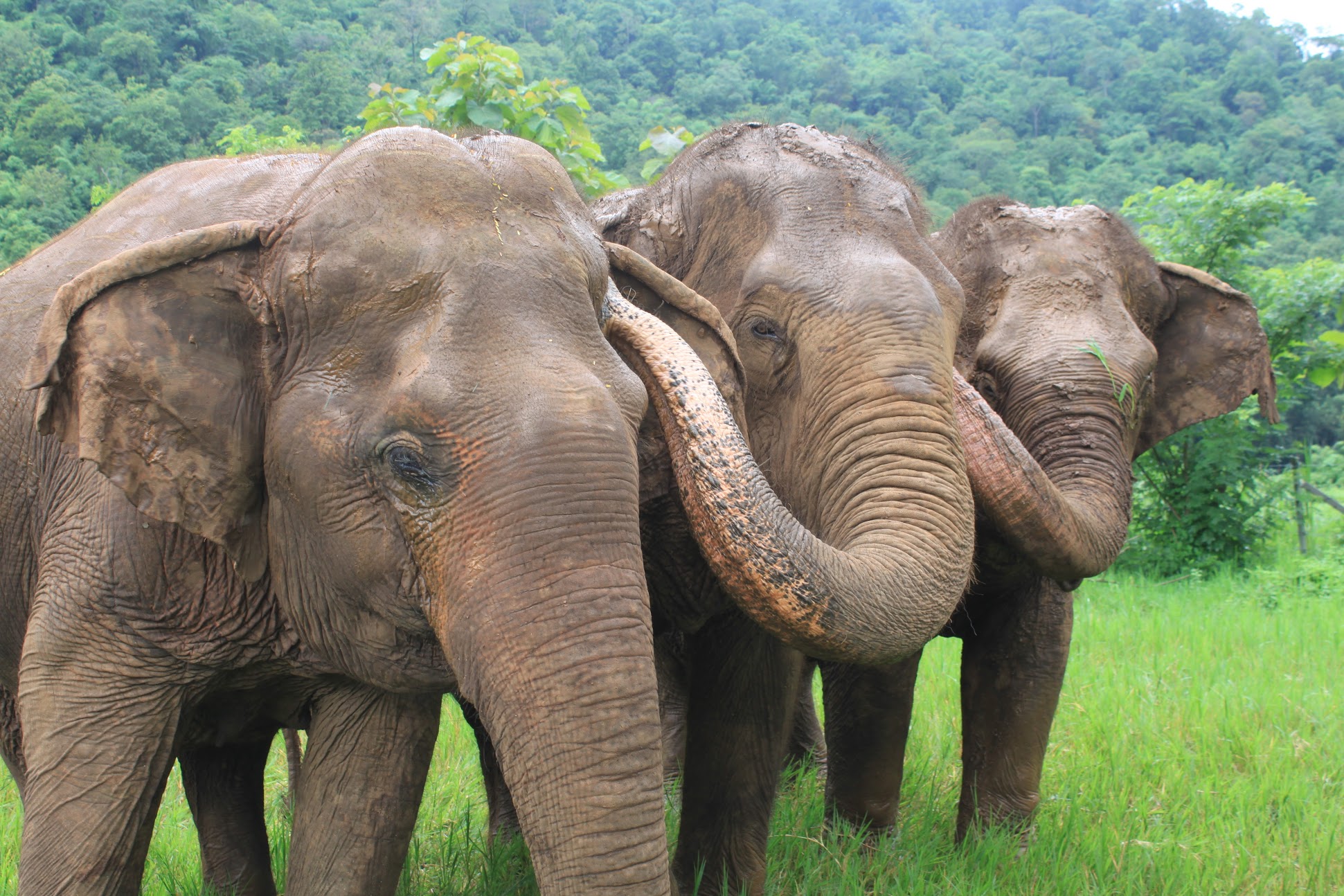 Elephant Park Sanctuary: Chiang Mai