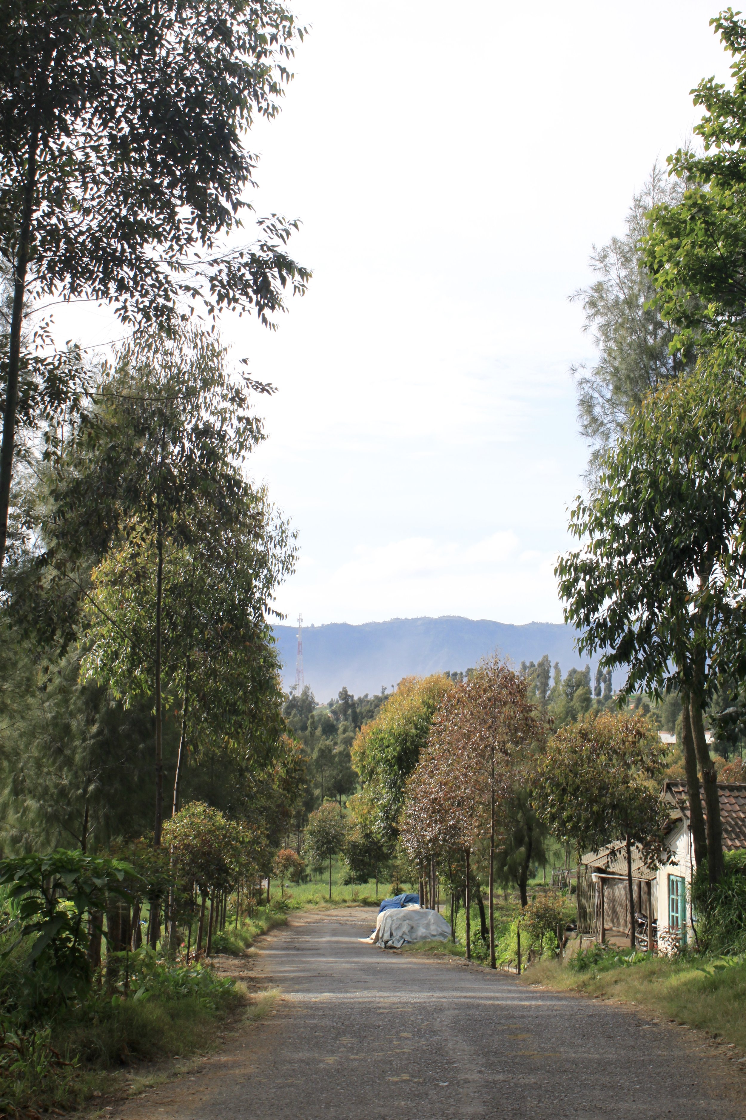 Walking Path