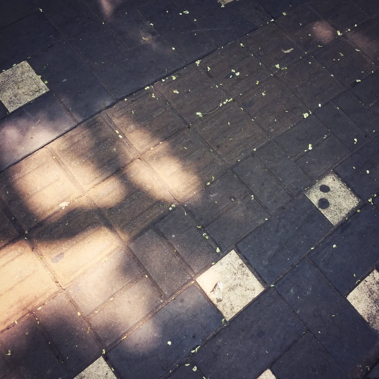  osmanthus on the street  