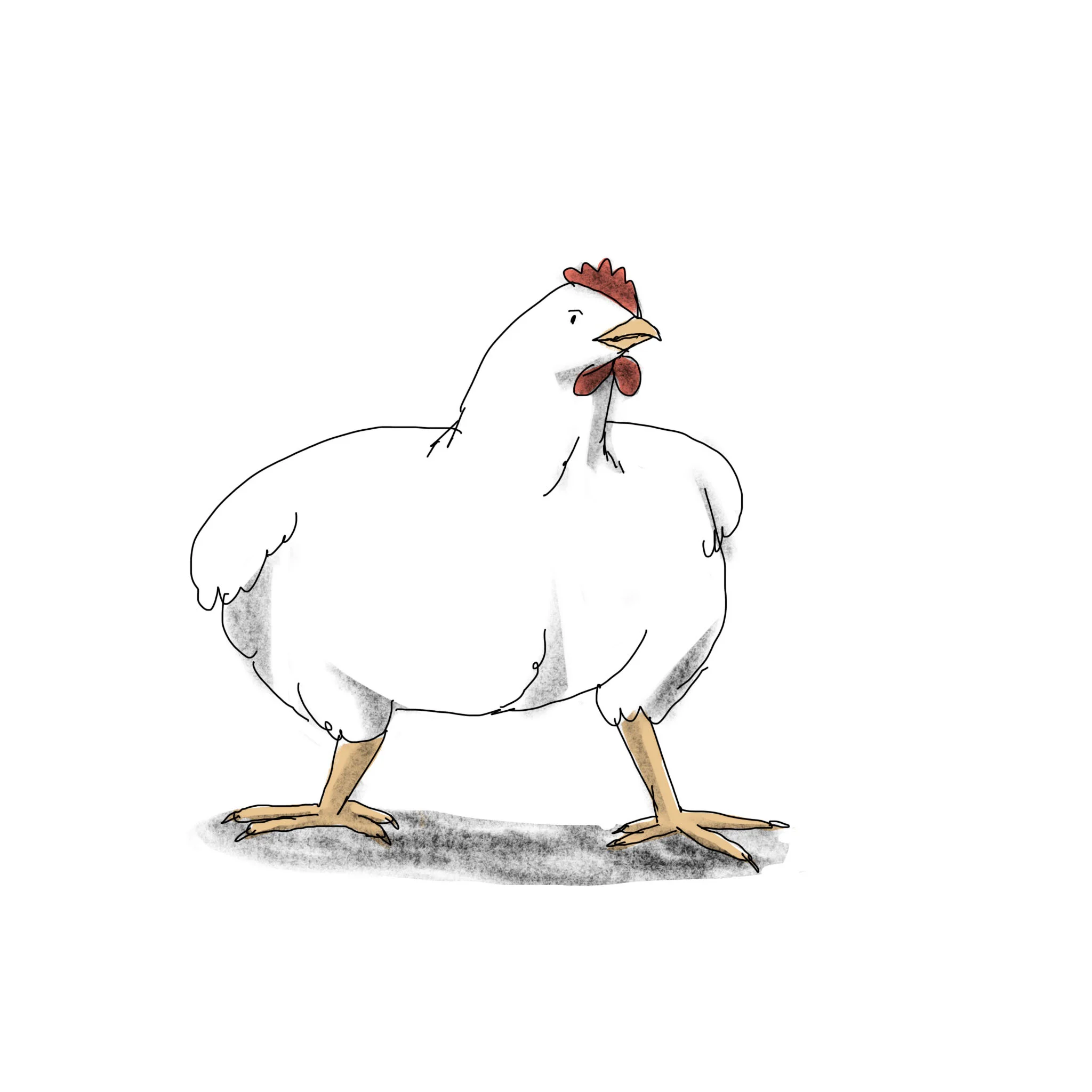 Drawing of a Chicken