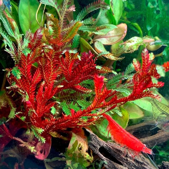 Aquascaping in red #shrimptank #aquarium #aquascape #sakurashrimp
