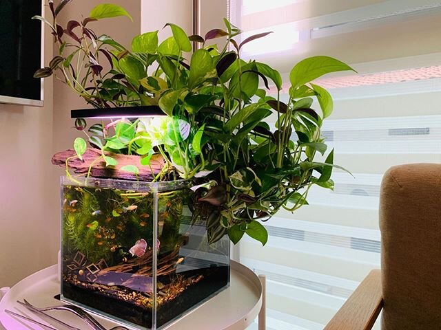 Scenes from the great indoors. #phasetwo #aquascaping #aquarium #aquariumsofinstagram #aquariumlife #indoors #indoorplantsofinstagram #indoorgarden #indoorjungle #bettafish