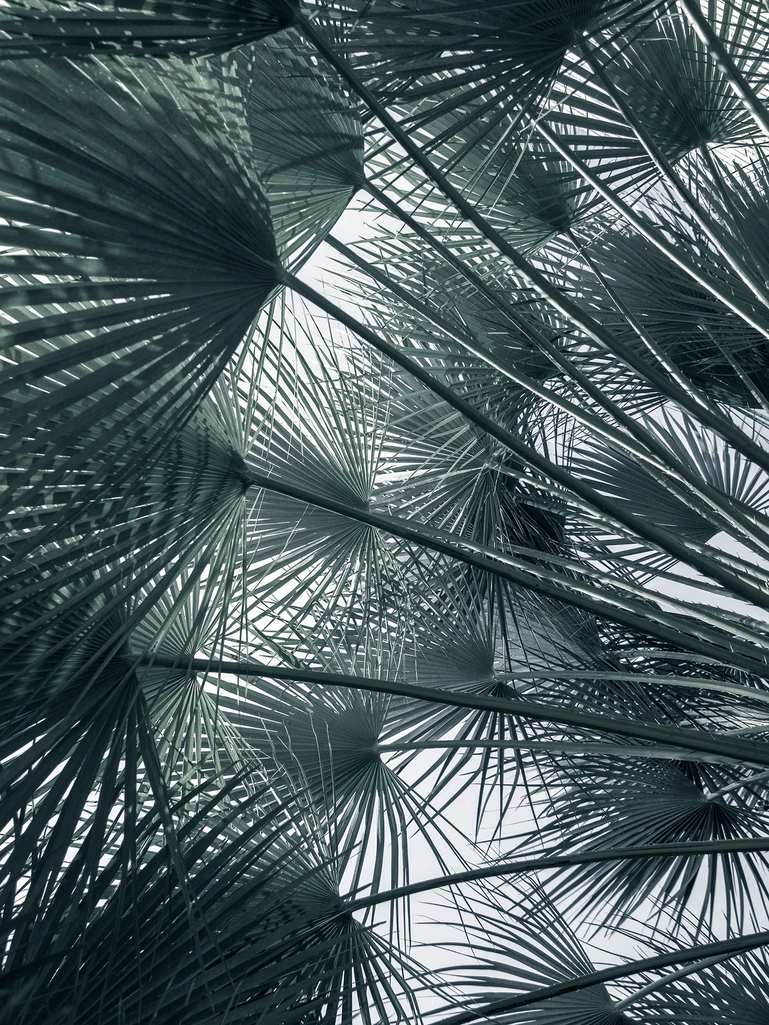 thismintymoment_thismintymoment_palm_canopy.jpg