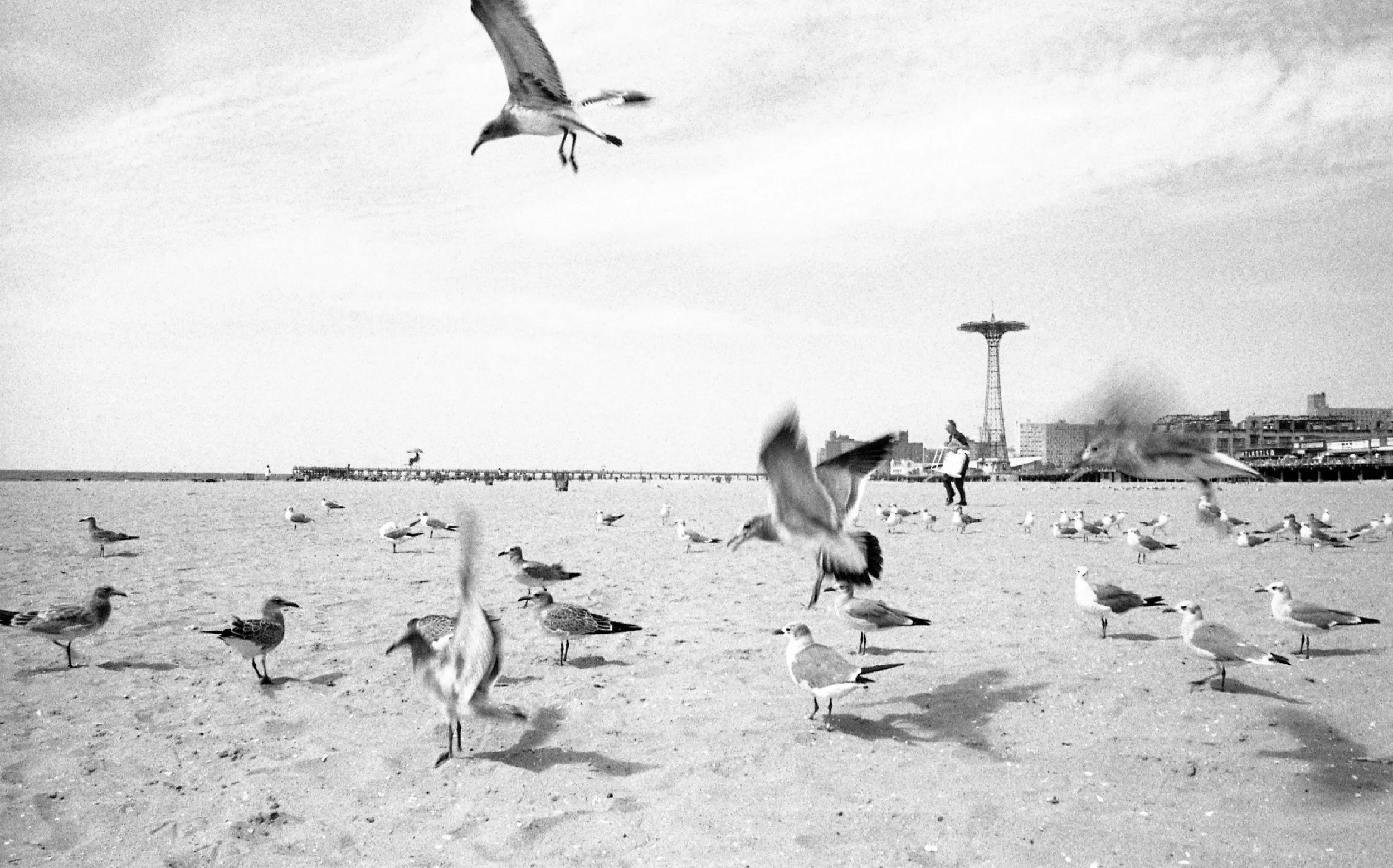 brighton beach, brooklyn