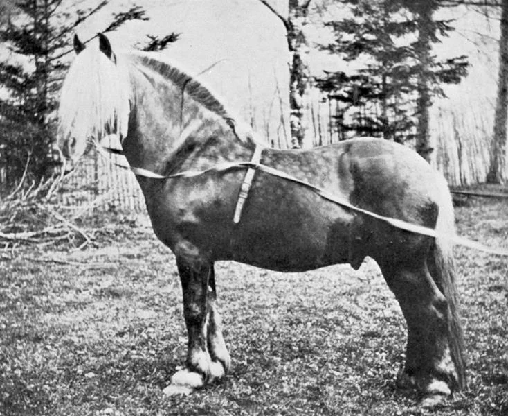 Rimfakse - beautiful, but almost creating a disaster for the Fjording breed. 