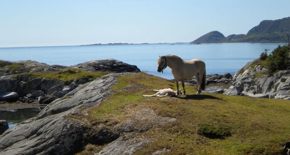 Fjordings - one big family