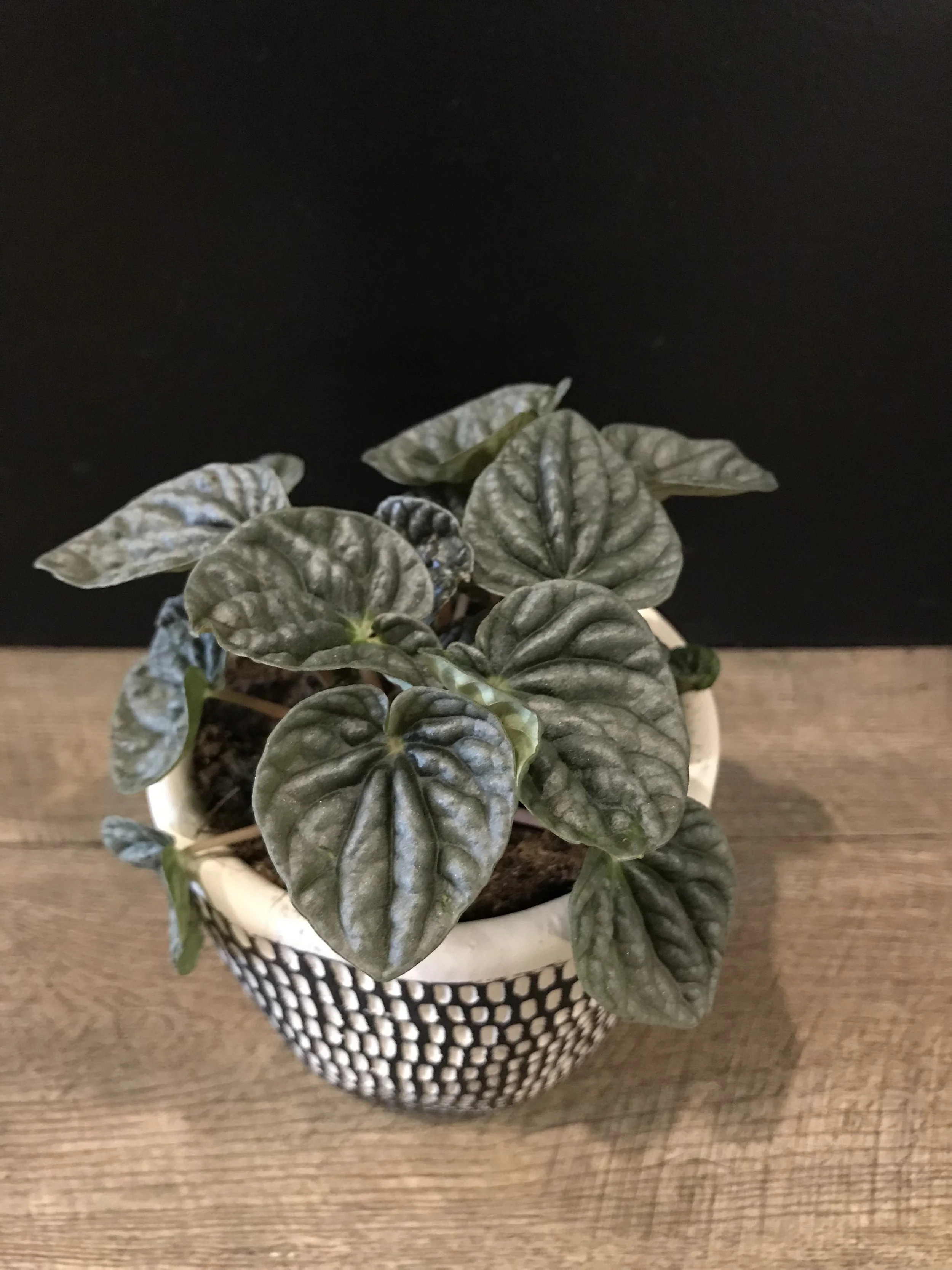 Indoor Plants Adelaide Florist