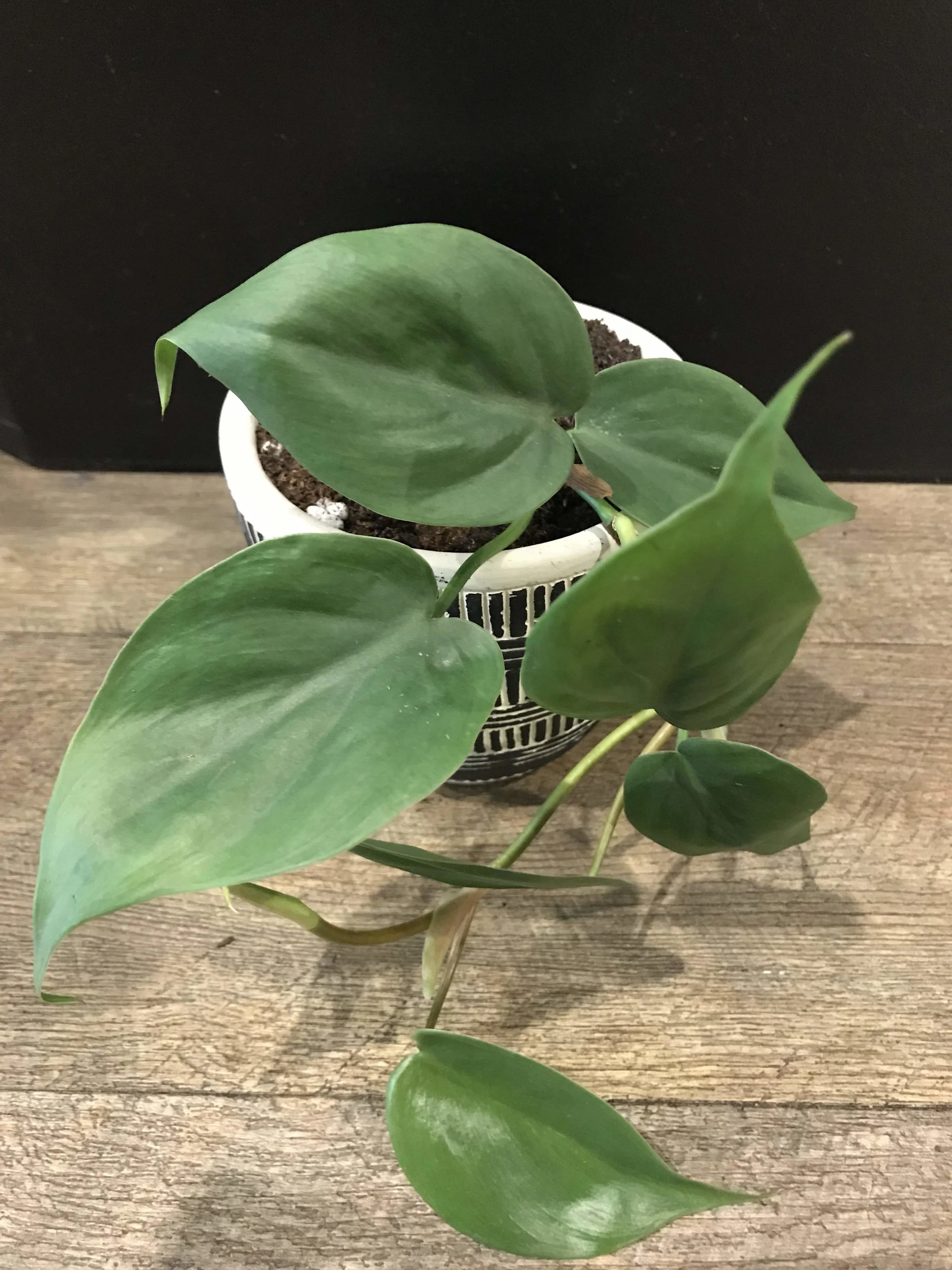 Indoor Plants Adelaide Florist