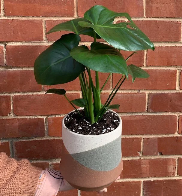 Indoor plant Adelaide