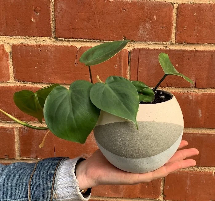 Indoor Plants Adelaide Heart Leaf Philo