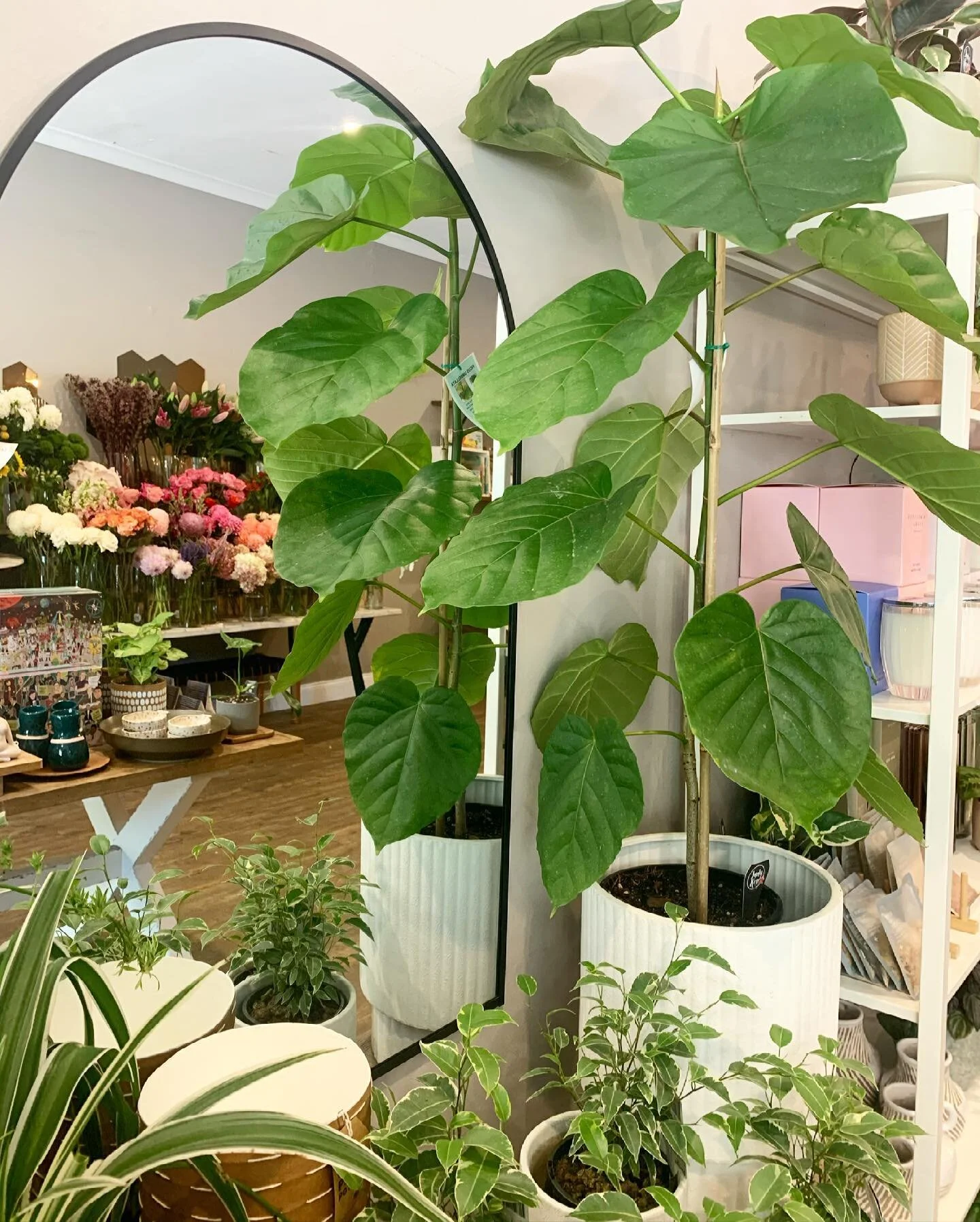 We have some new green friends in the house! Including this handsome ficus fellow!!! Check out those massive leaves...
.
.
.
.
.
#indyroseflowers #adelaideplants #indoorplants #greenyourspace #ficusumbellata #florist #adelaide #lockleys #henleybeach