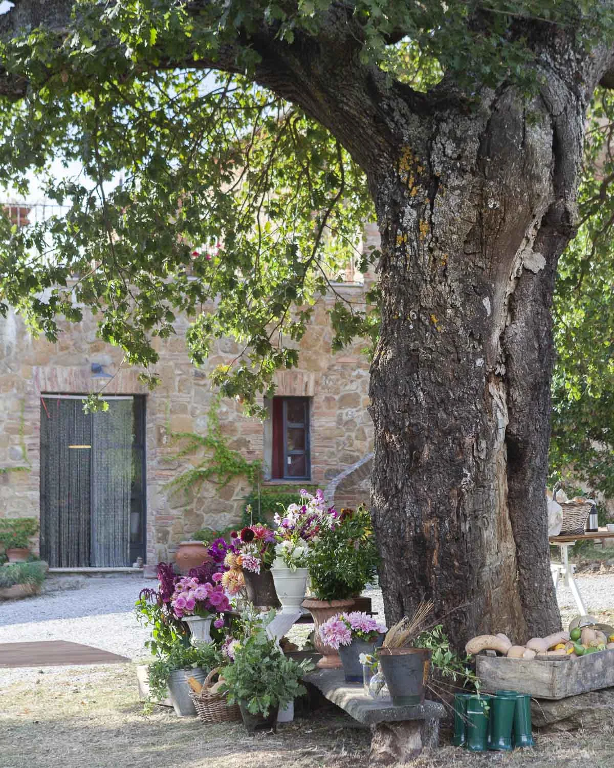 Puscina Flowers, Toscana 2018.