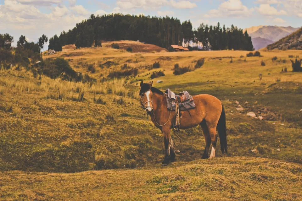 cuscohorse.jpg