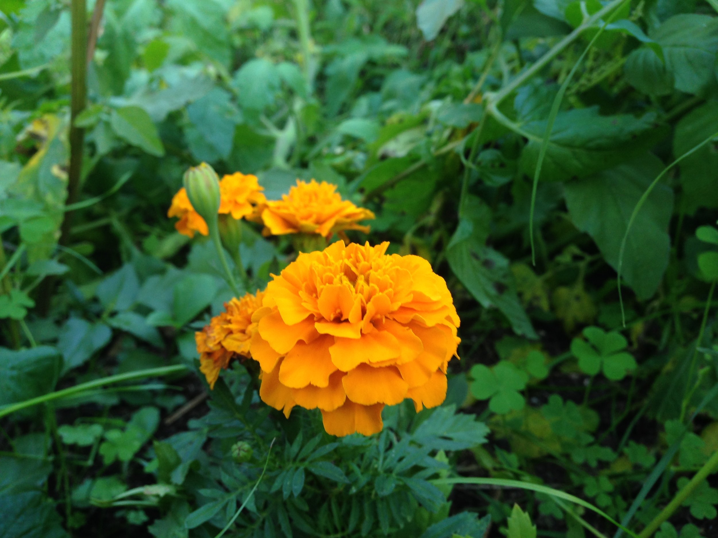 flower.JPG