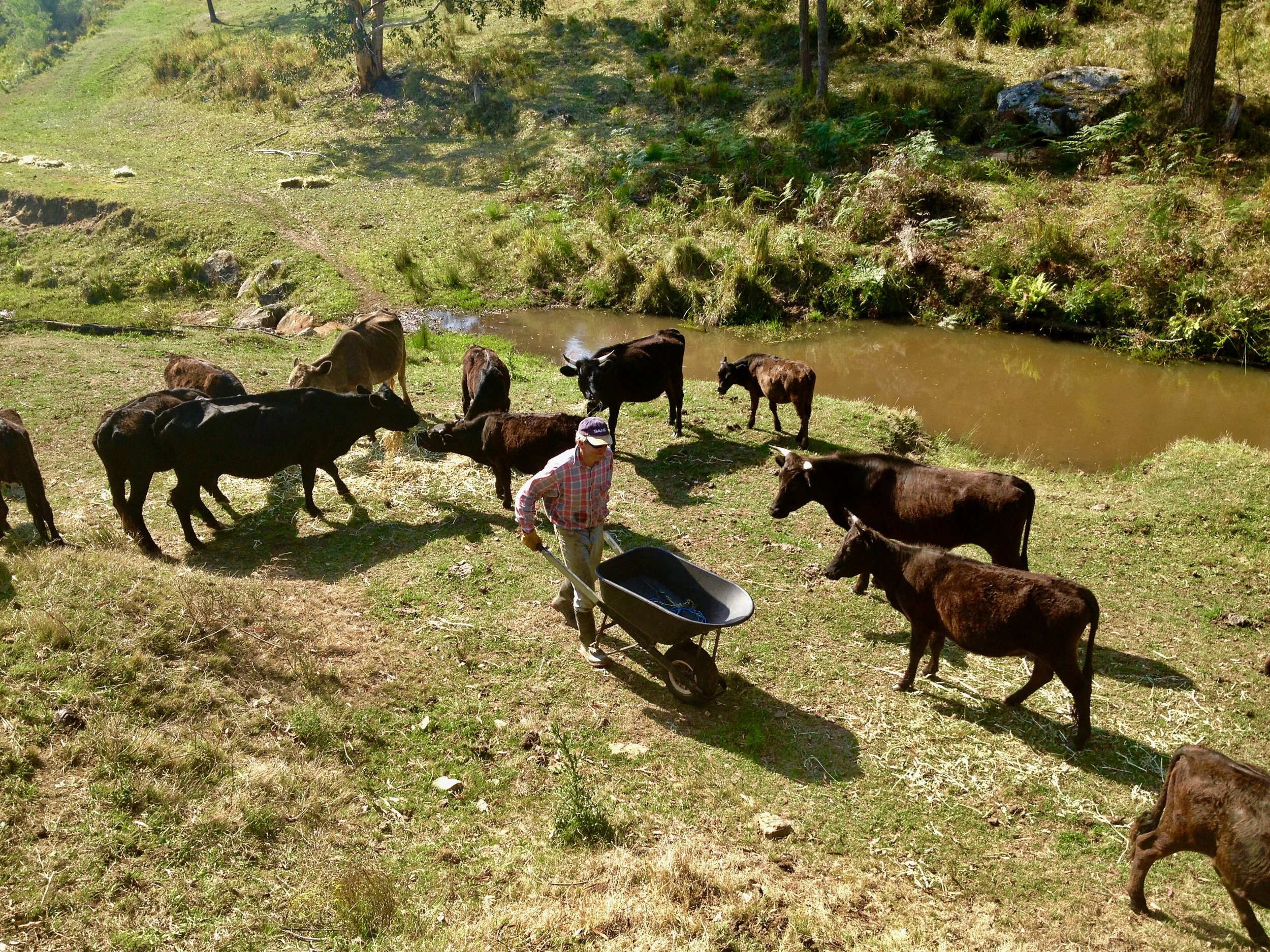 cows and wheel barrow.jpg