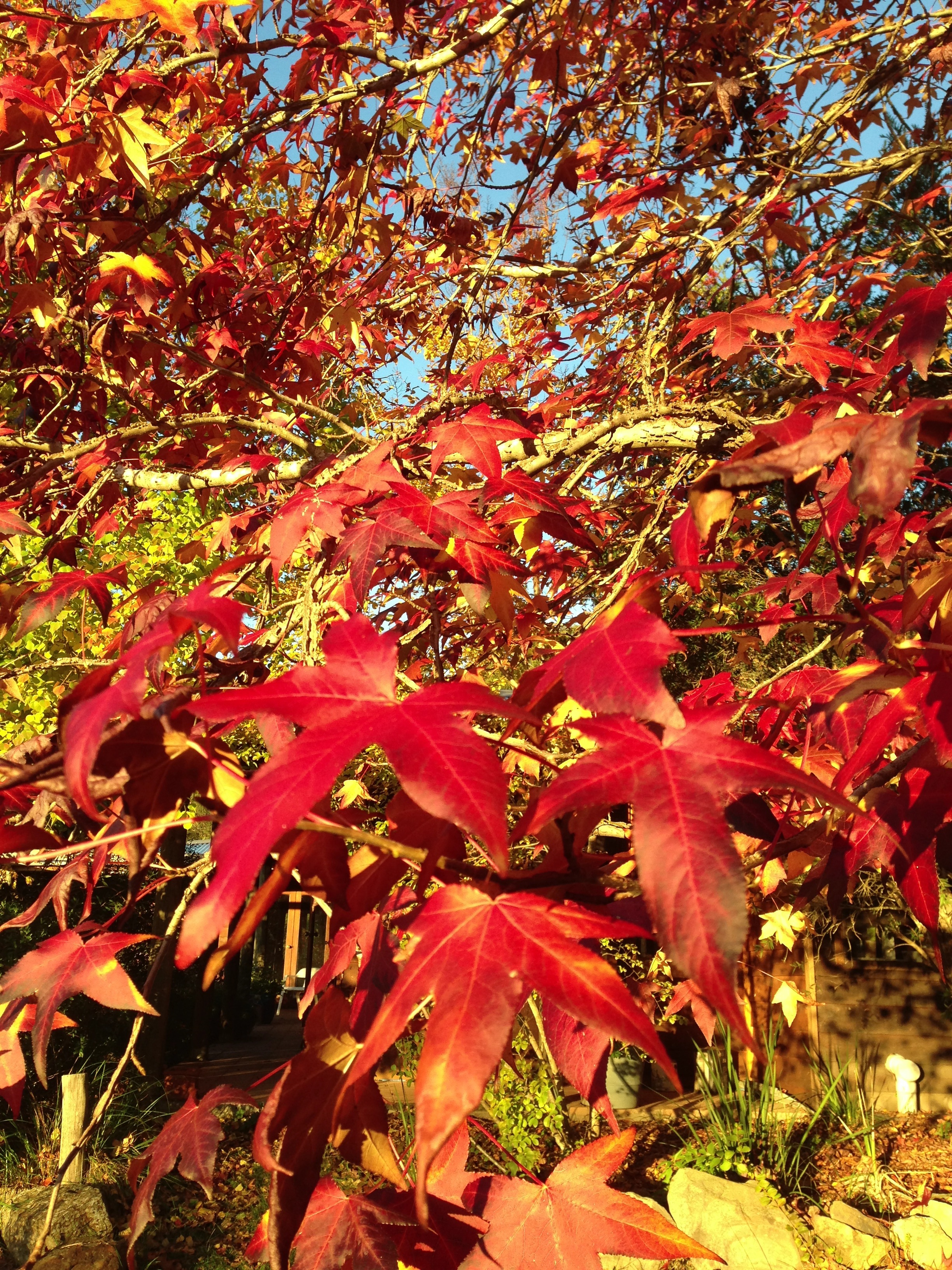 autumn leaves.JPG