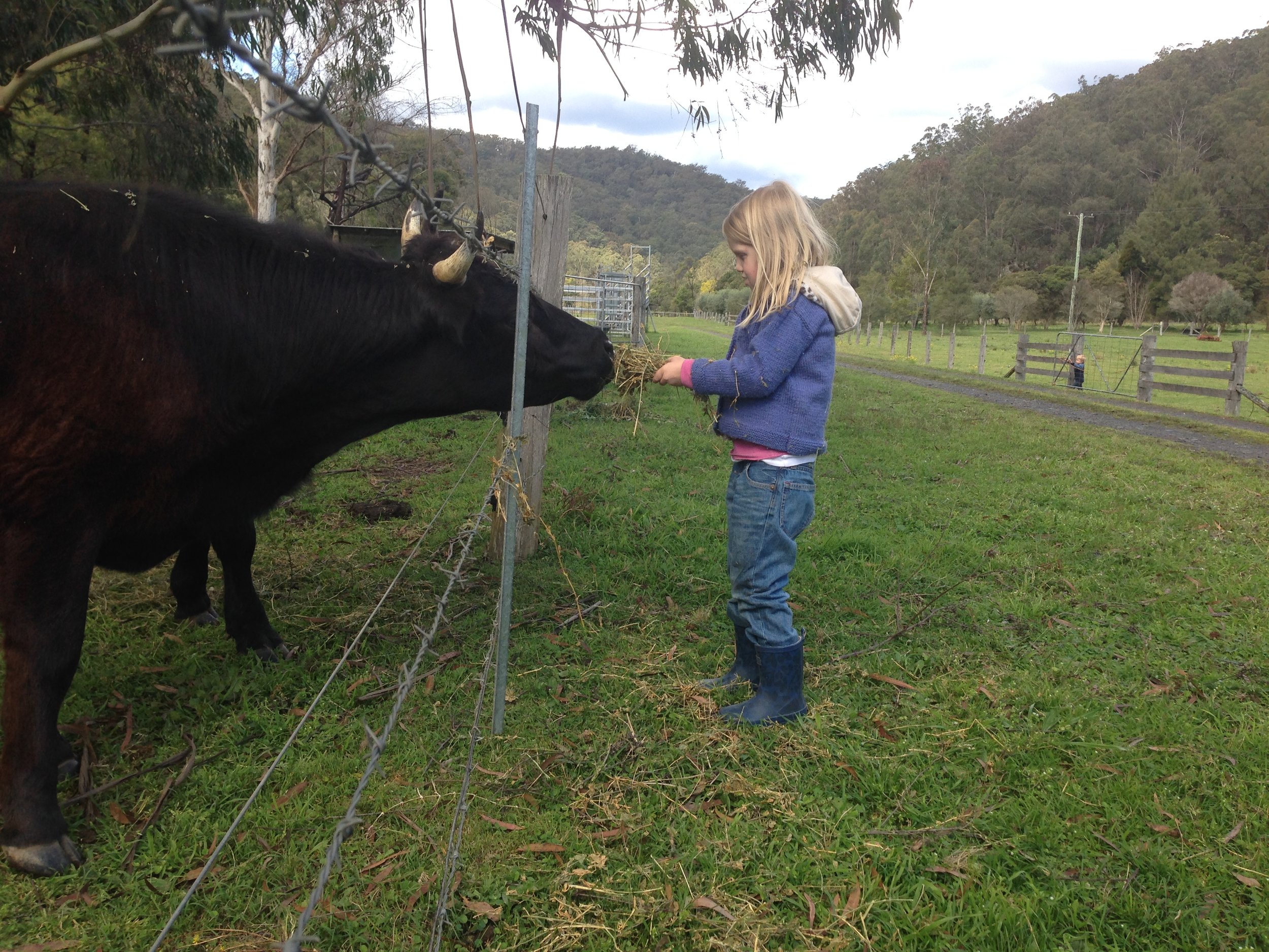 cow through fence.JPG