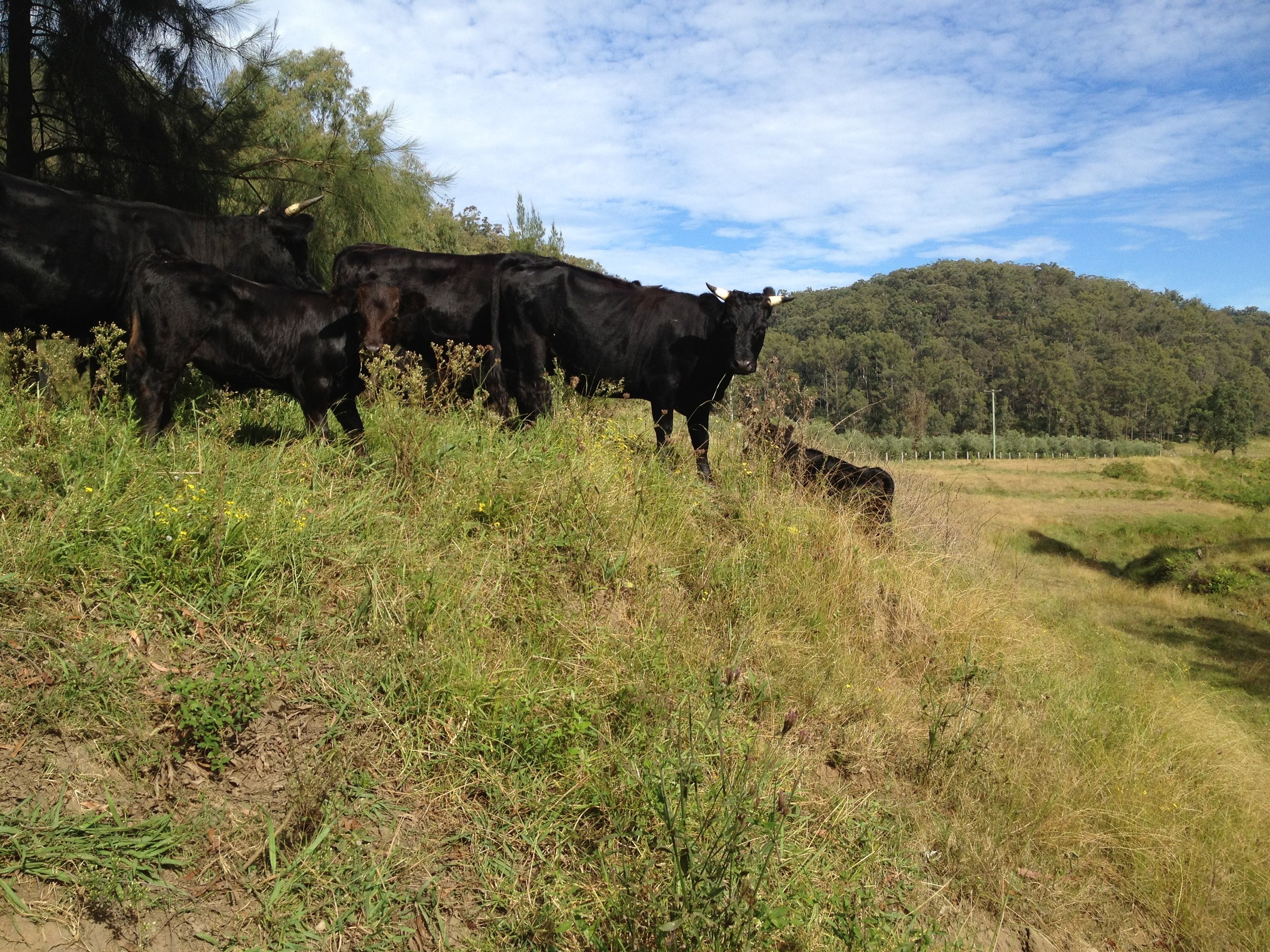 cows on hill.JPG