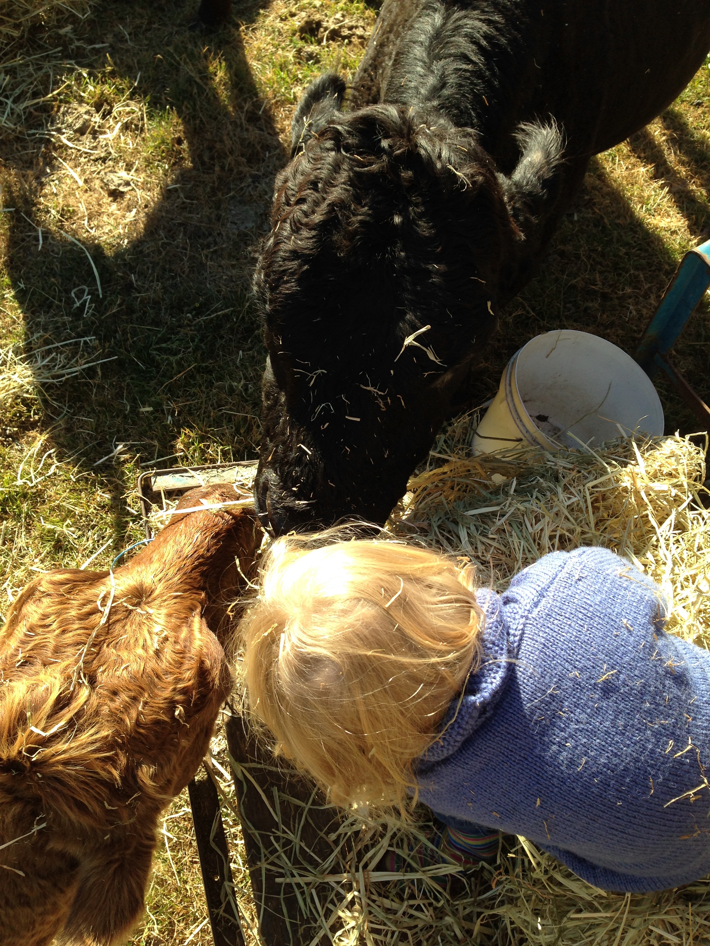 feeding cows.JPG