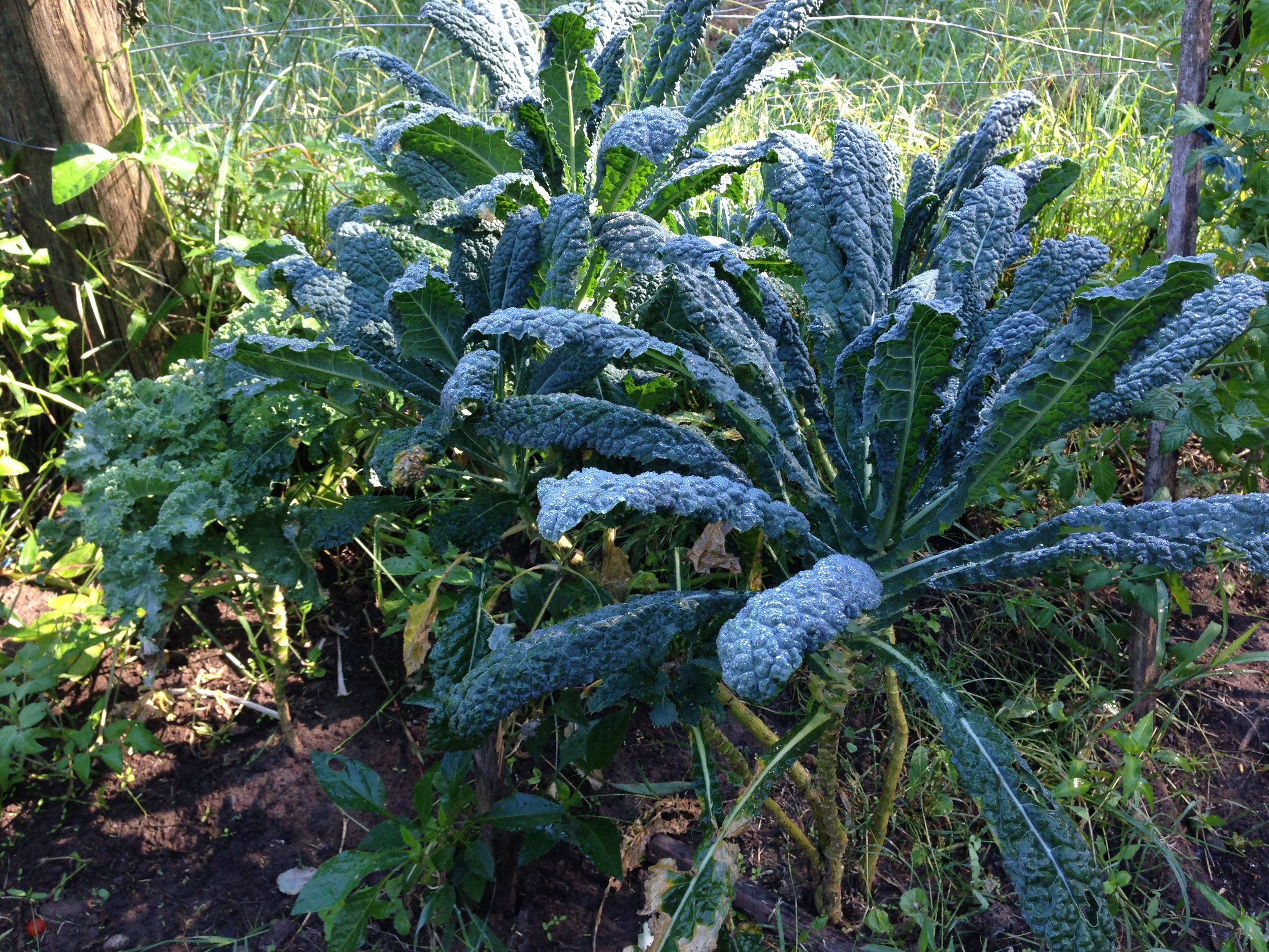kale.JPG