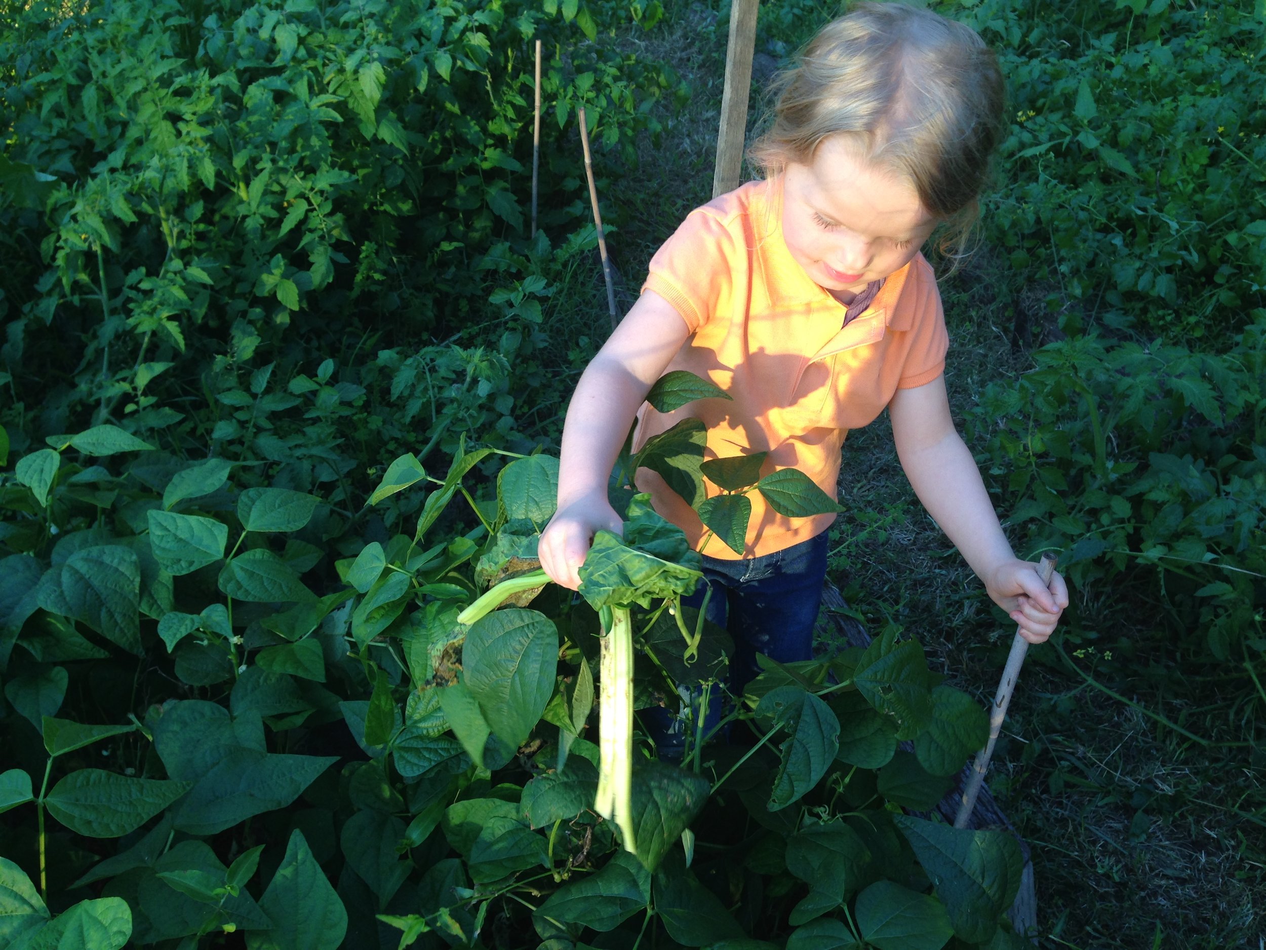 vege lill.JPG