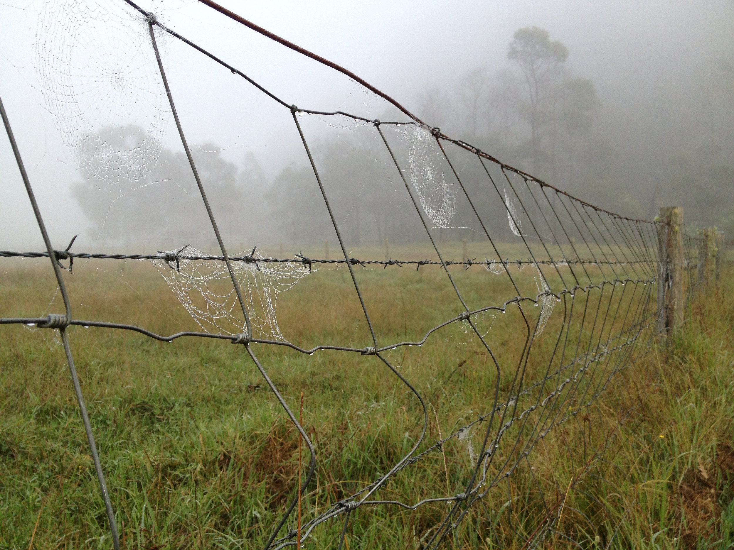 web and fence.JPG