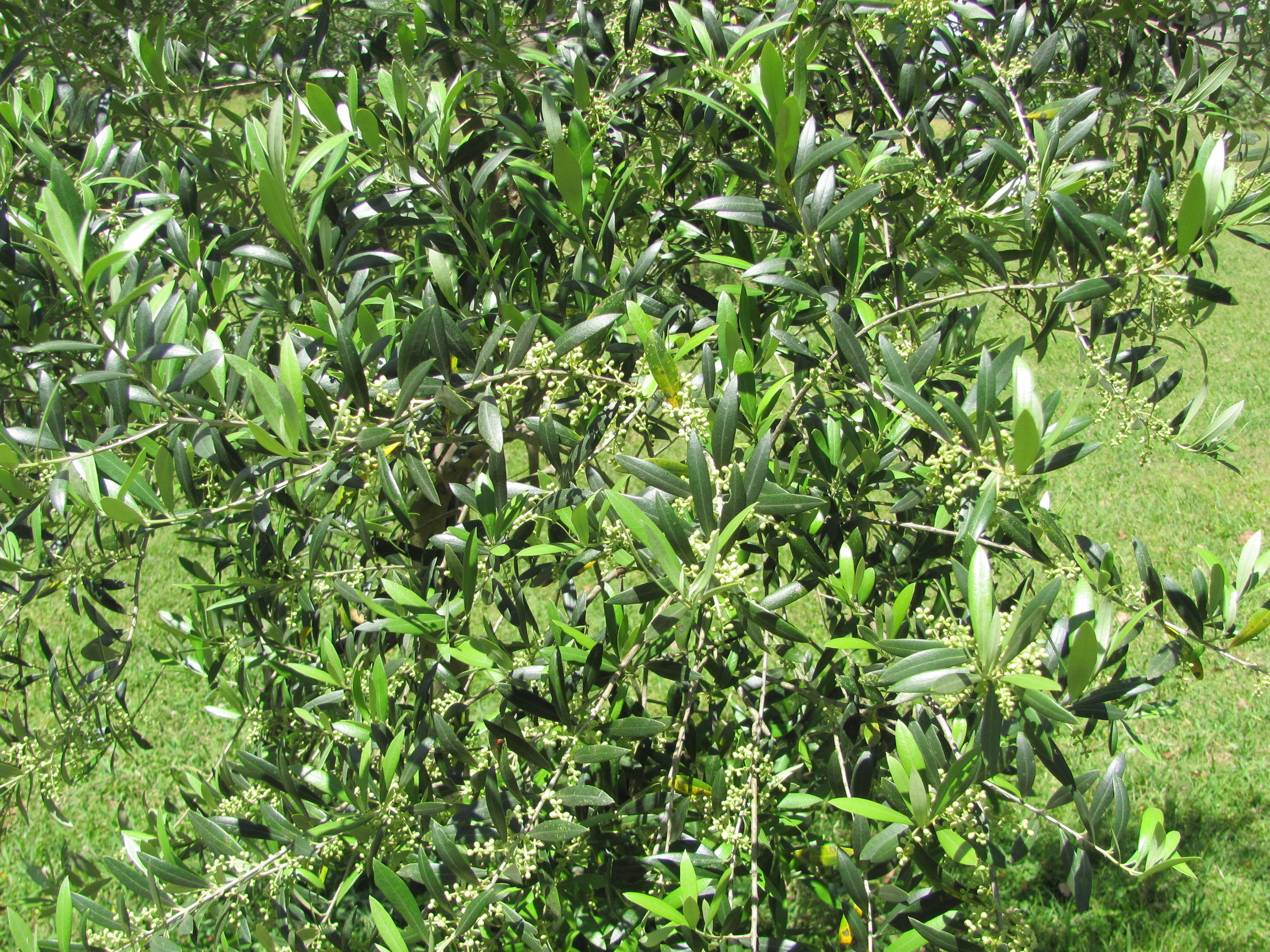 olives.JPG