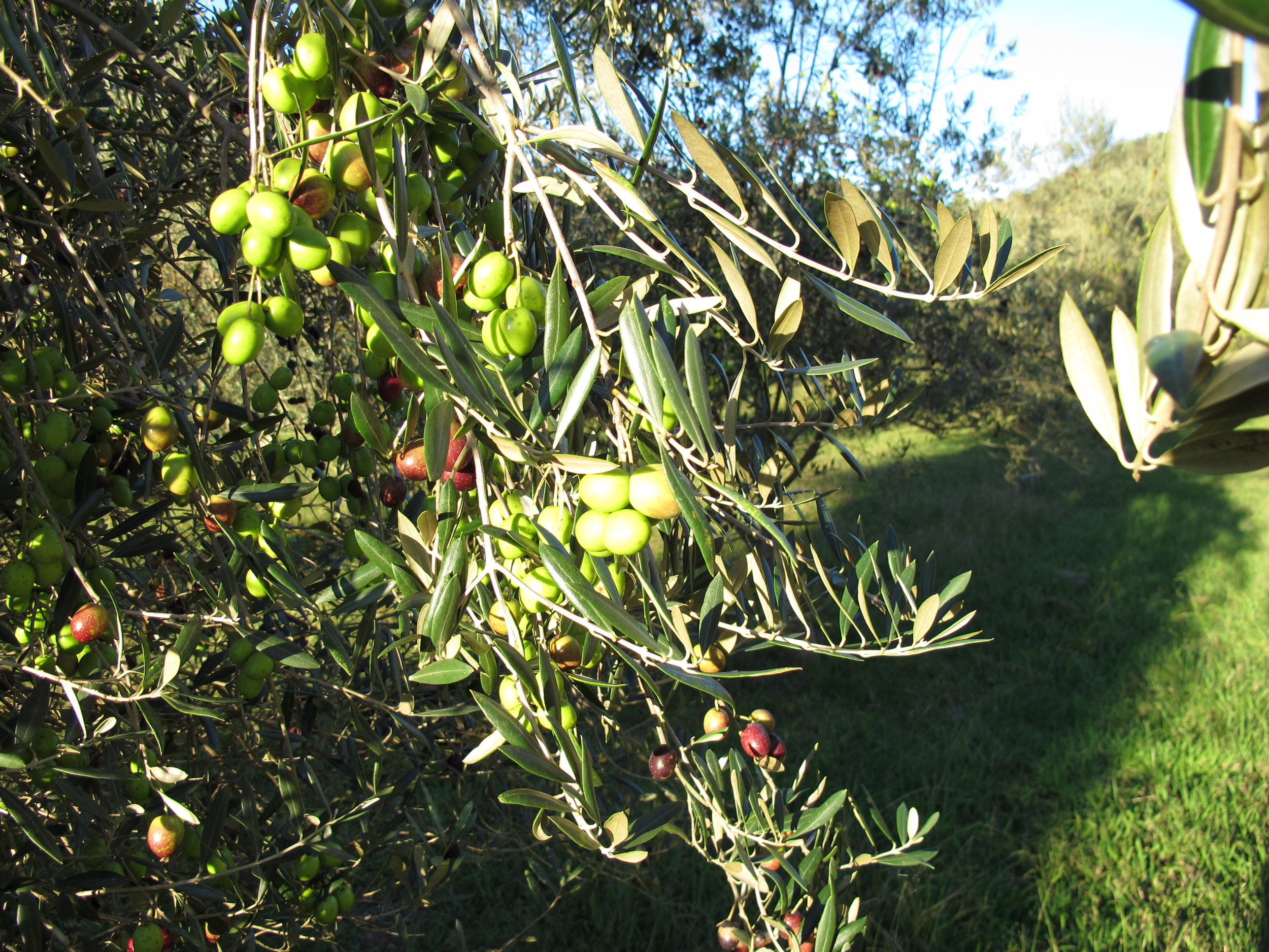 Olivesintree.JPG