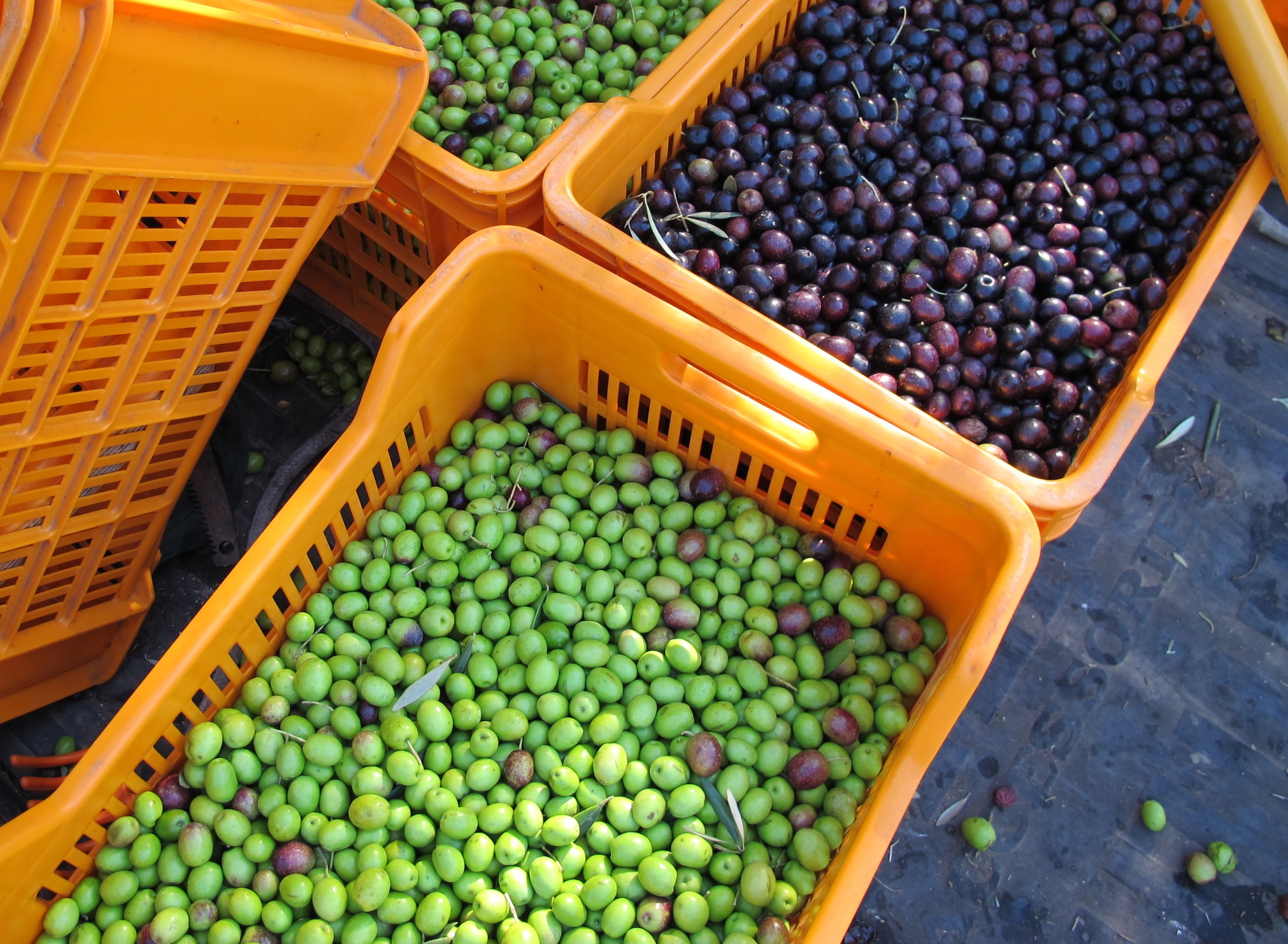 Olives Crates.JPG