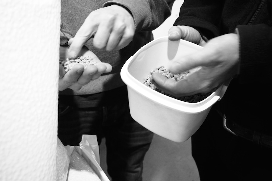 Neil and Ricardo showing Forster Inc how they inspect coffee beans for imperfections before roasting.