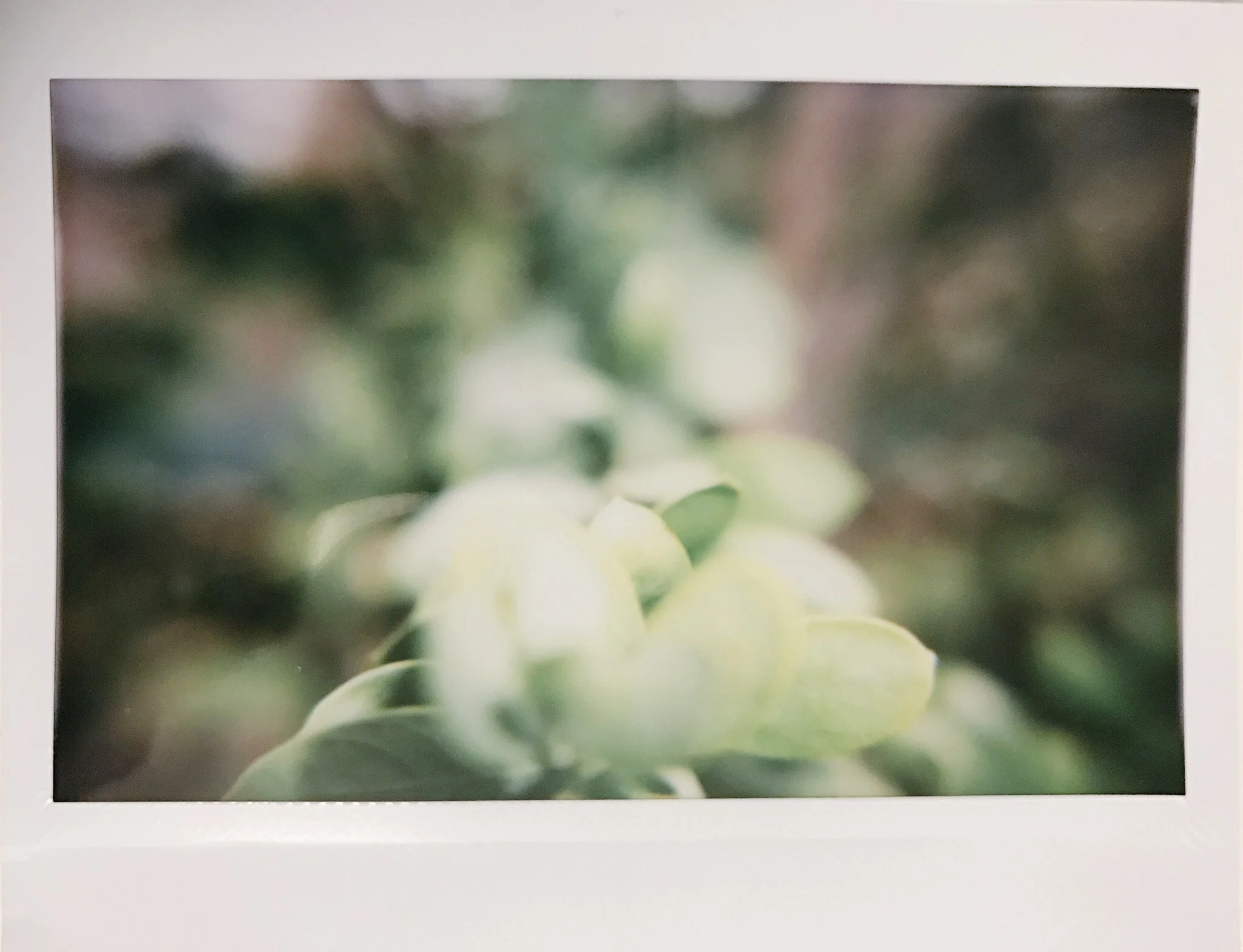 My new Lomo Cam has a macro lens