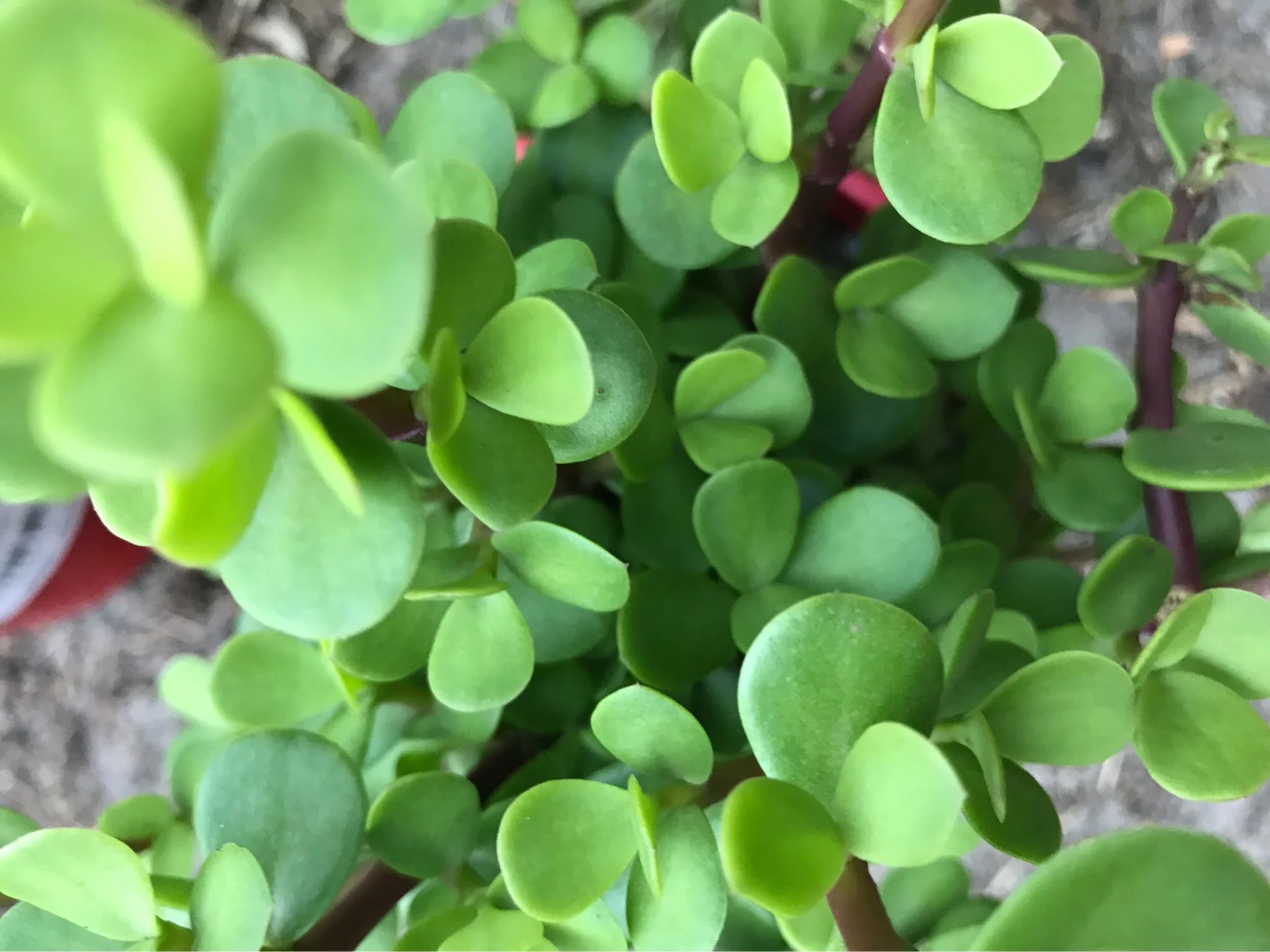 I collected around 30 water wise plants that are evergreen but don't require water.