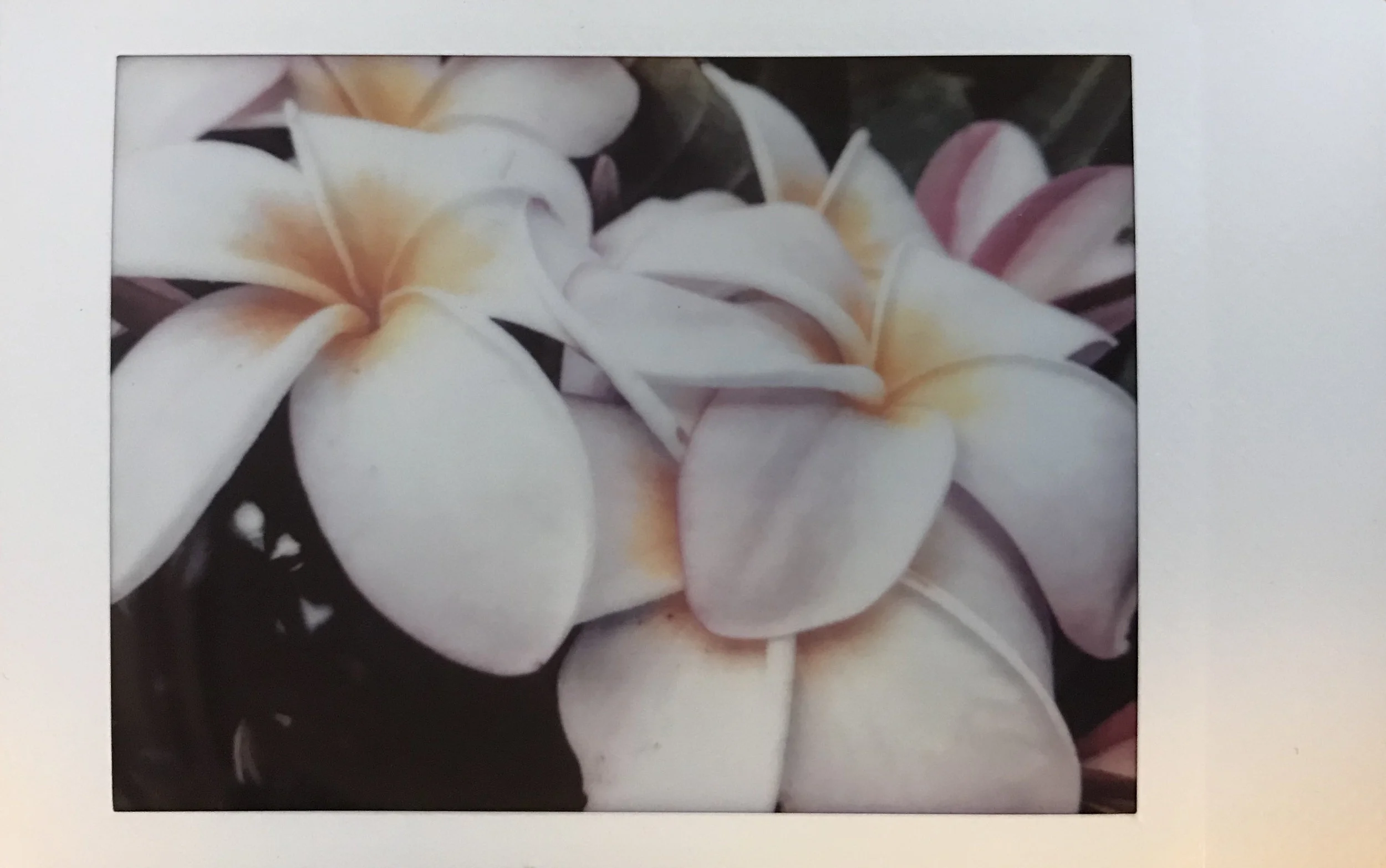 #8 My Favorite Flowering Tree - TheFrangipaniTree They are all over Cape Town at the moment.