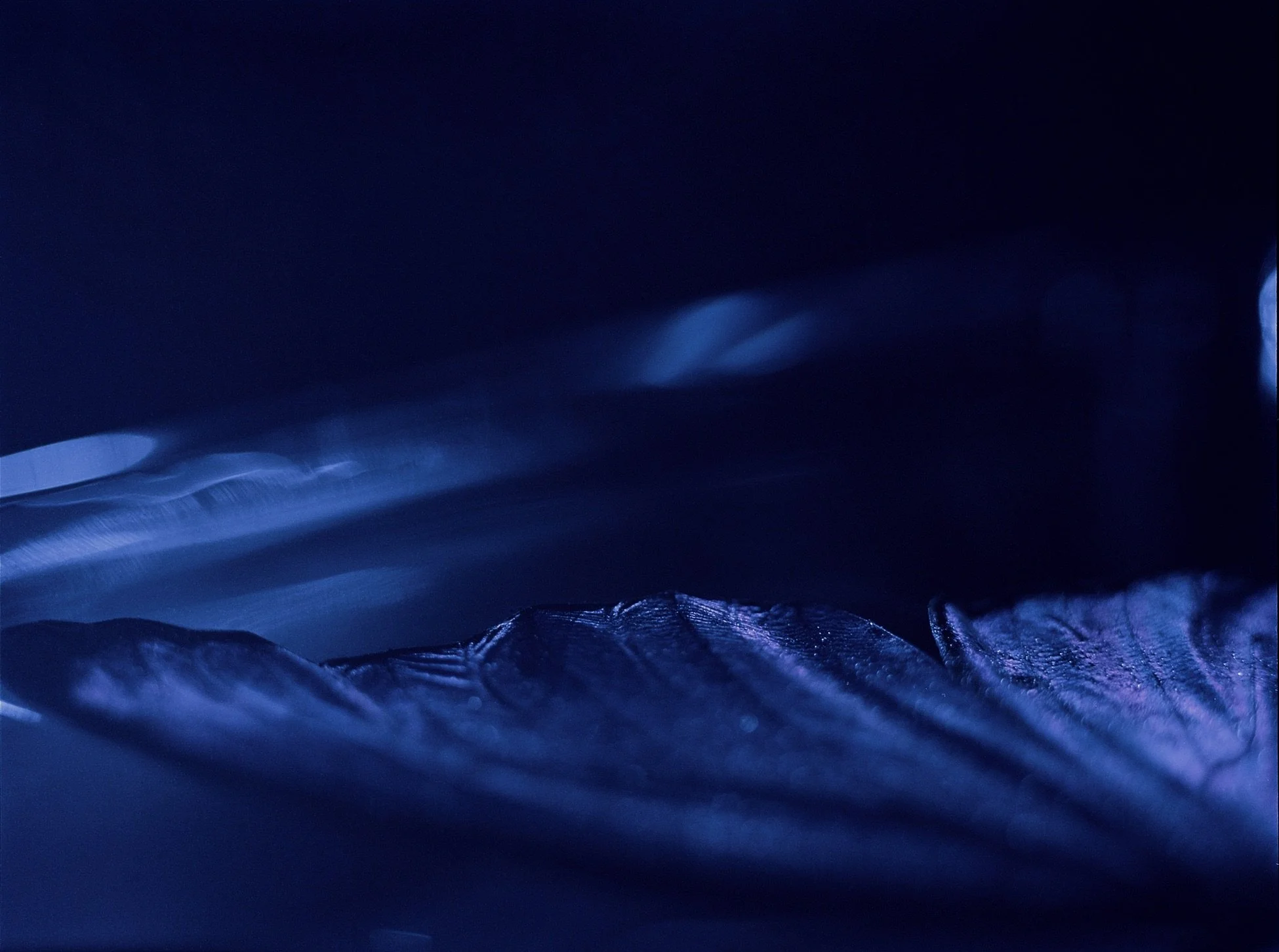 Film photography - Hasselblad 500C/M + Kodak portra 400 (Medium format 6×45 ). Analog drum scanner - Dainippon 8060p